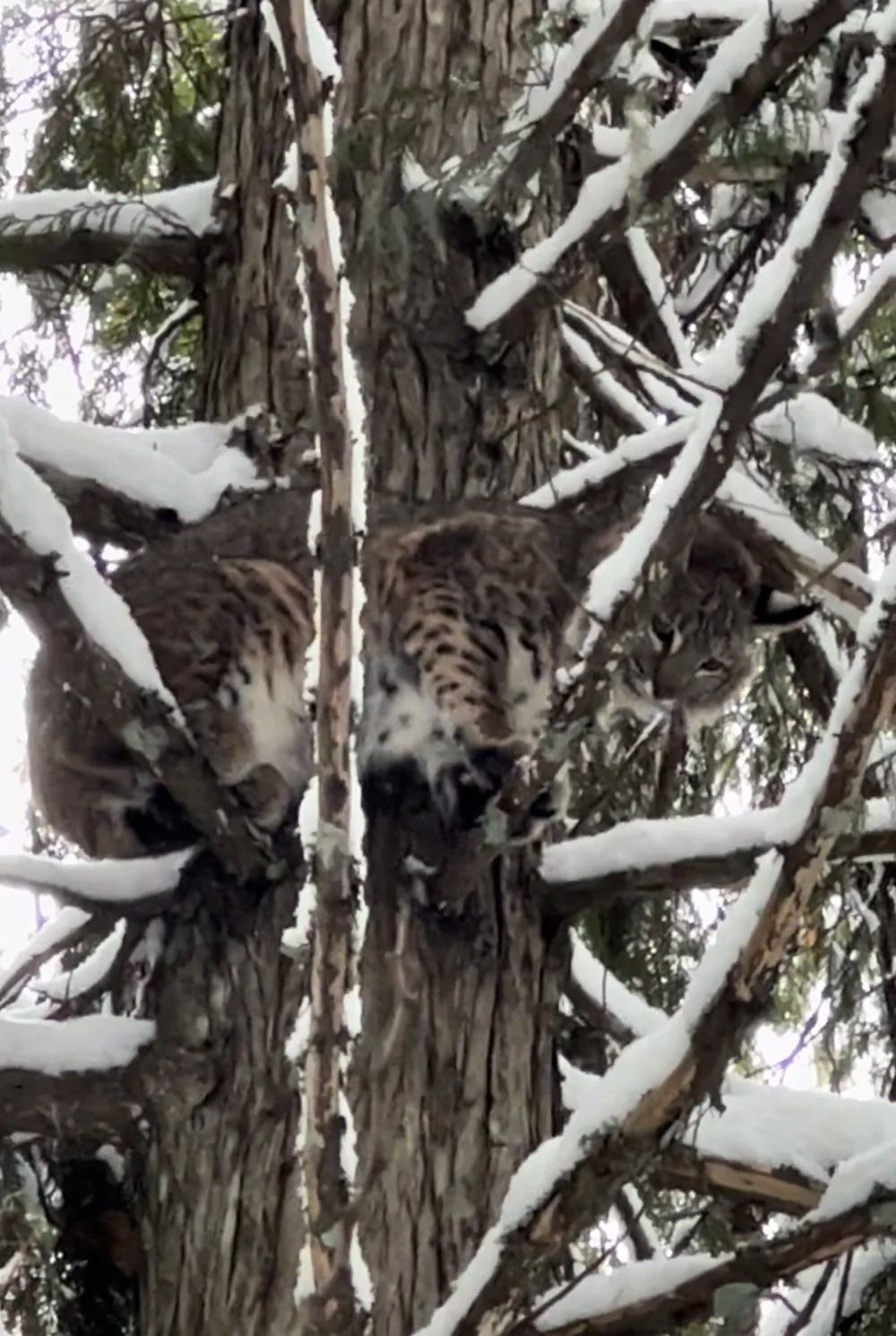 Idaho Whitetail Guides Bobcat Hunts