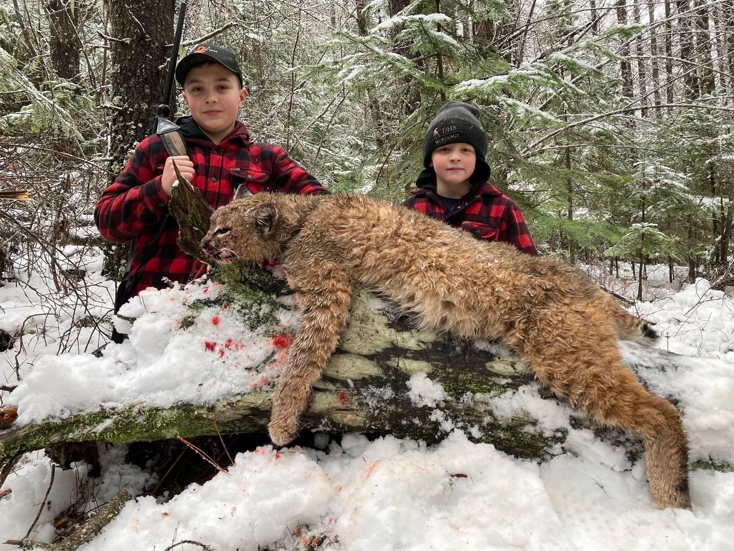 Bobcat