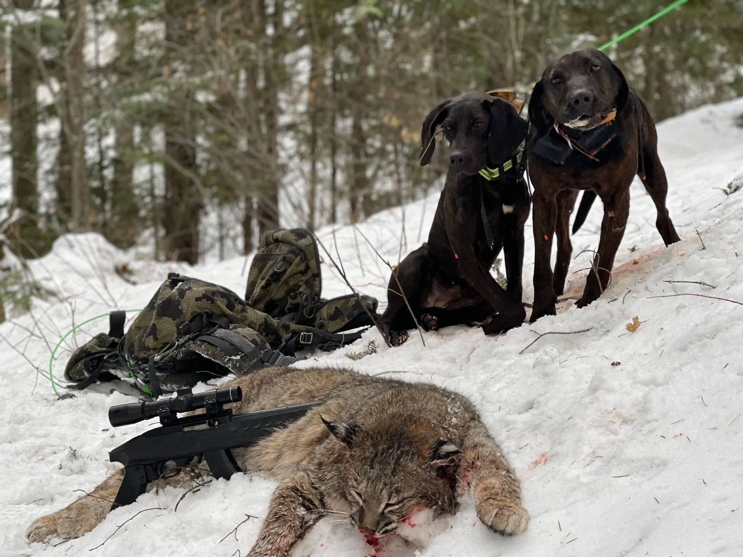 Idaho Whitetail Guides Bobcat Hunts