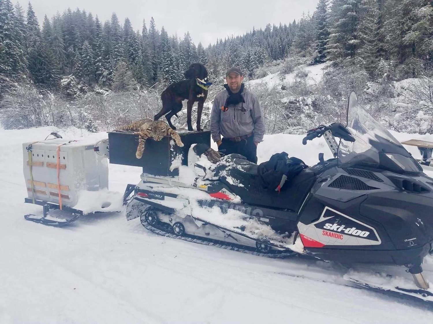 Idaho Whitetail Guides Bobcat Hunts