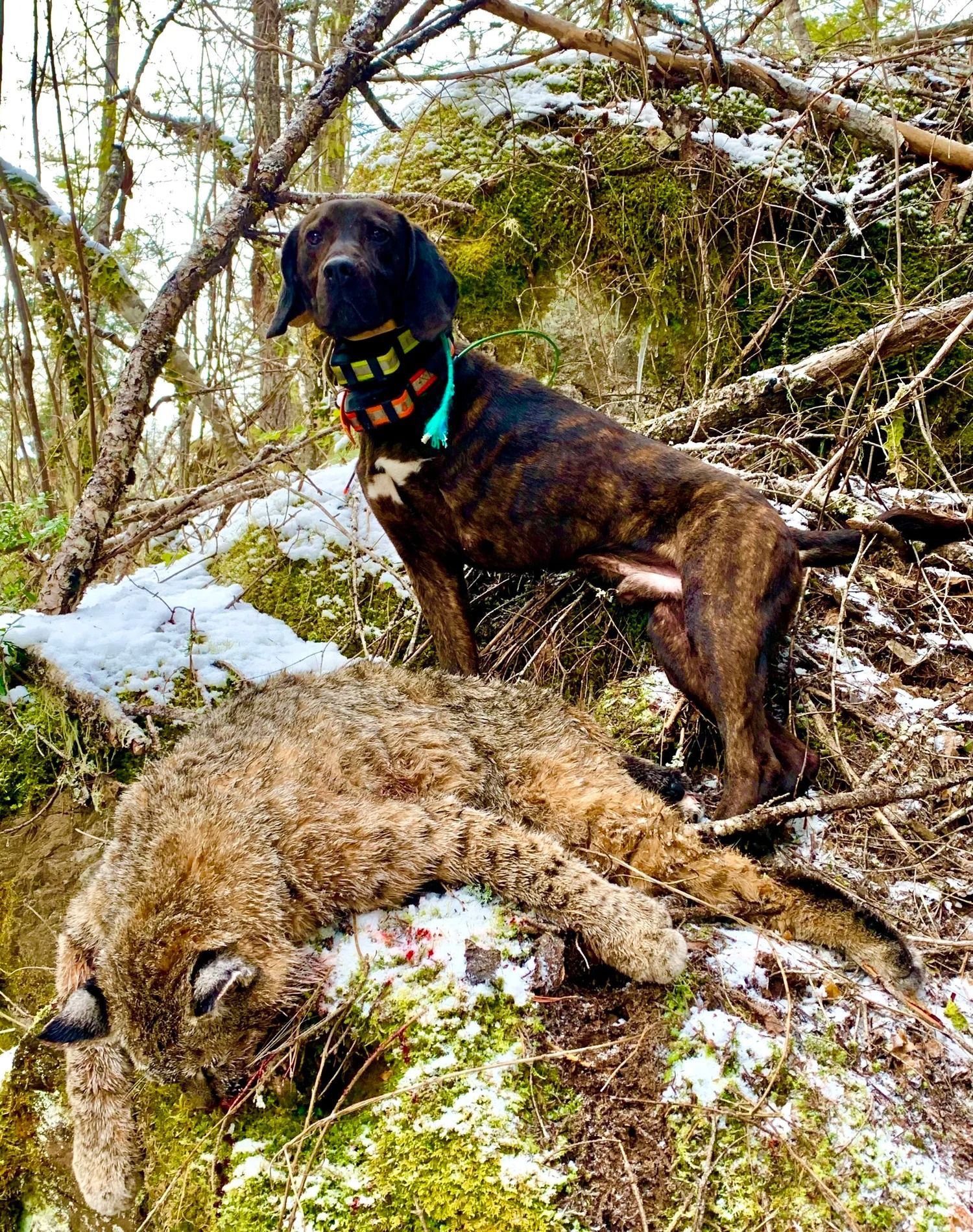 Bobcat
