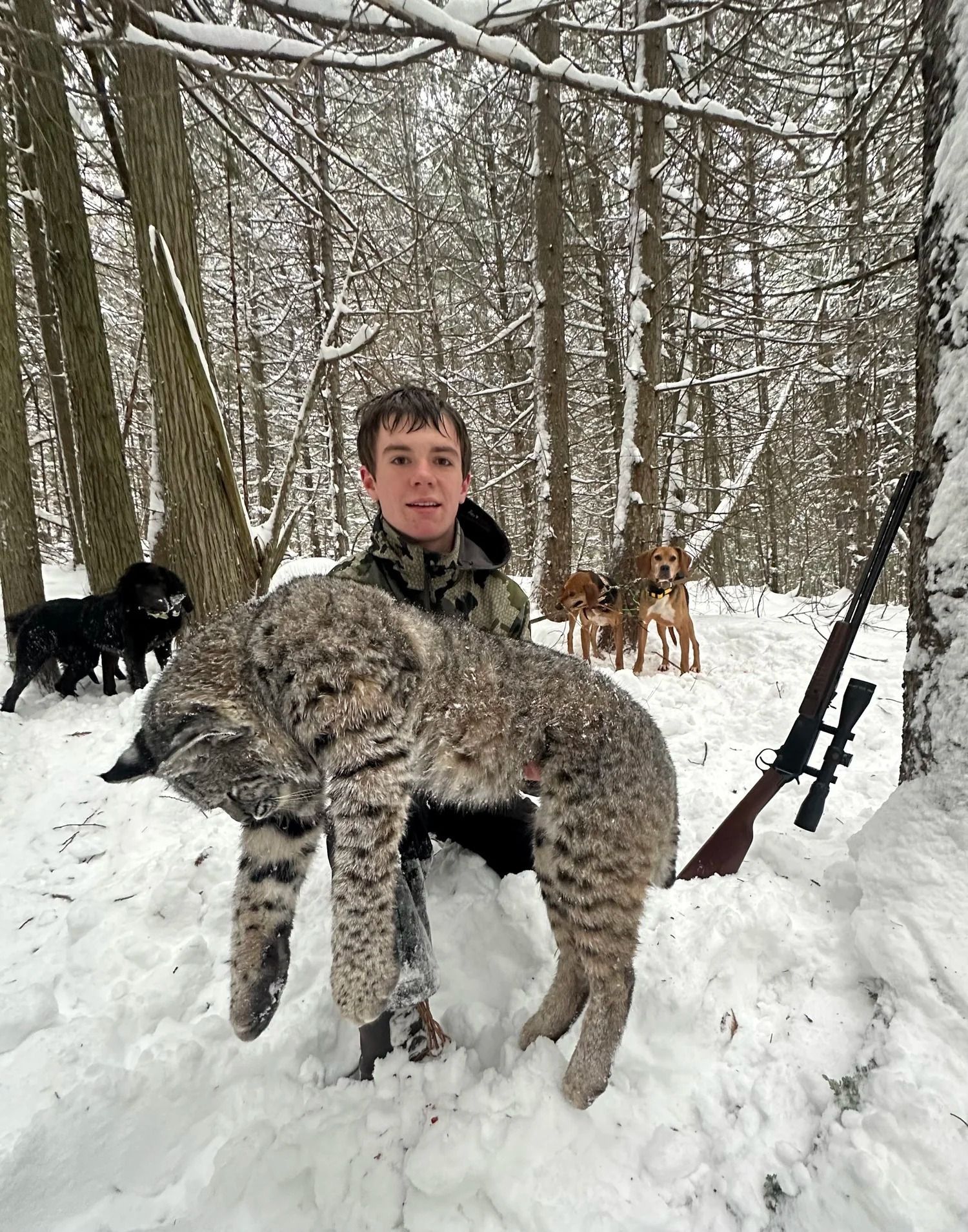 Bobcat