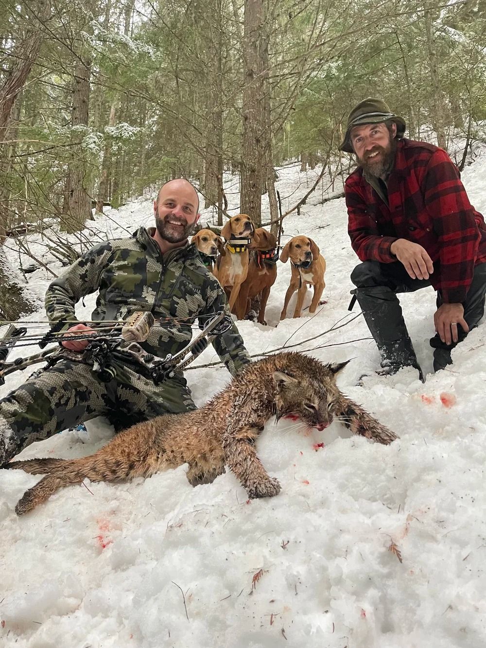 Idaho Whitetail Guides Bobcat Hunts
