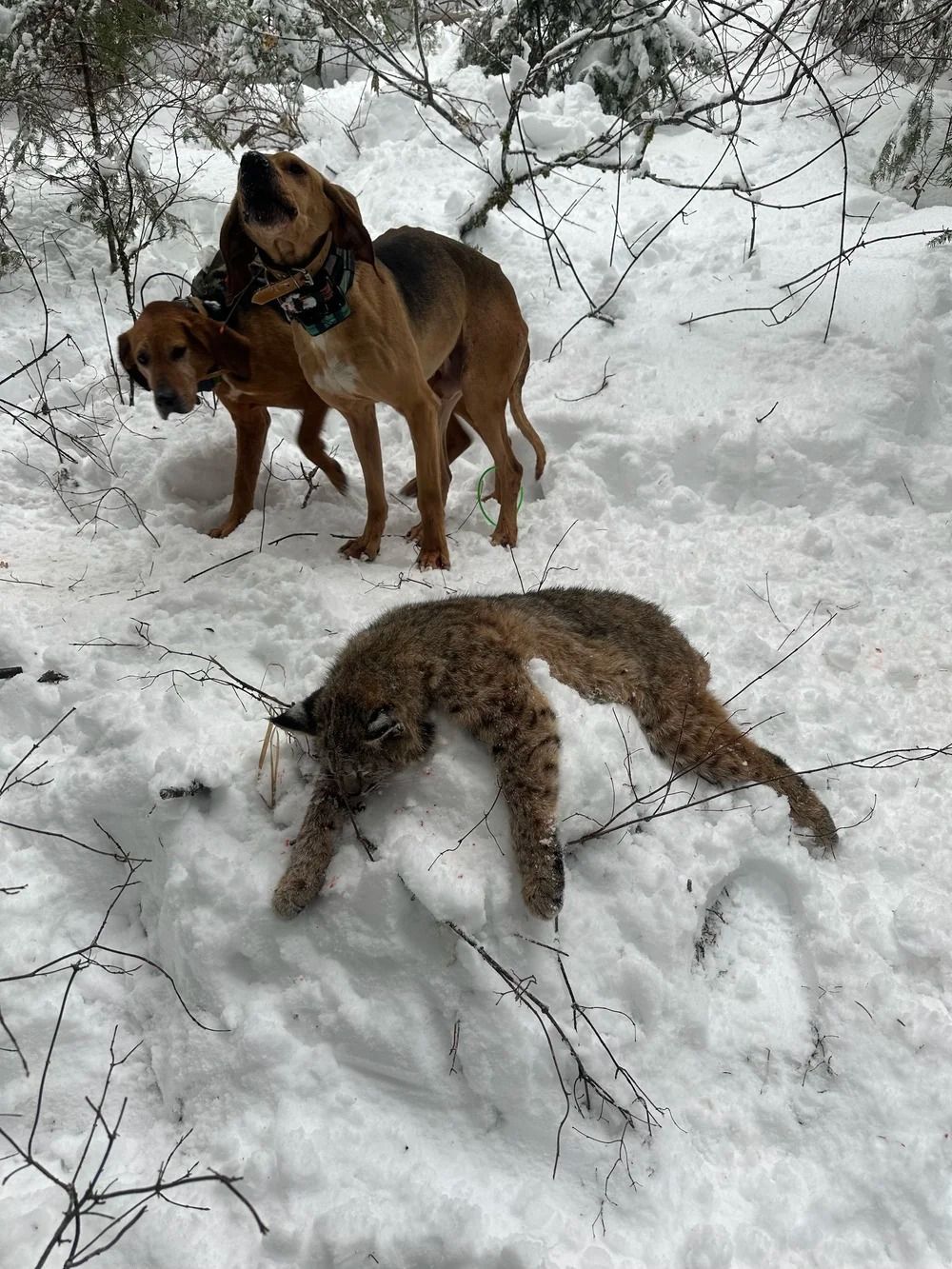 Idaho Whitetail Guides Bobcat Hunts