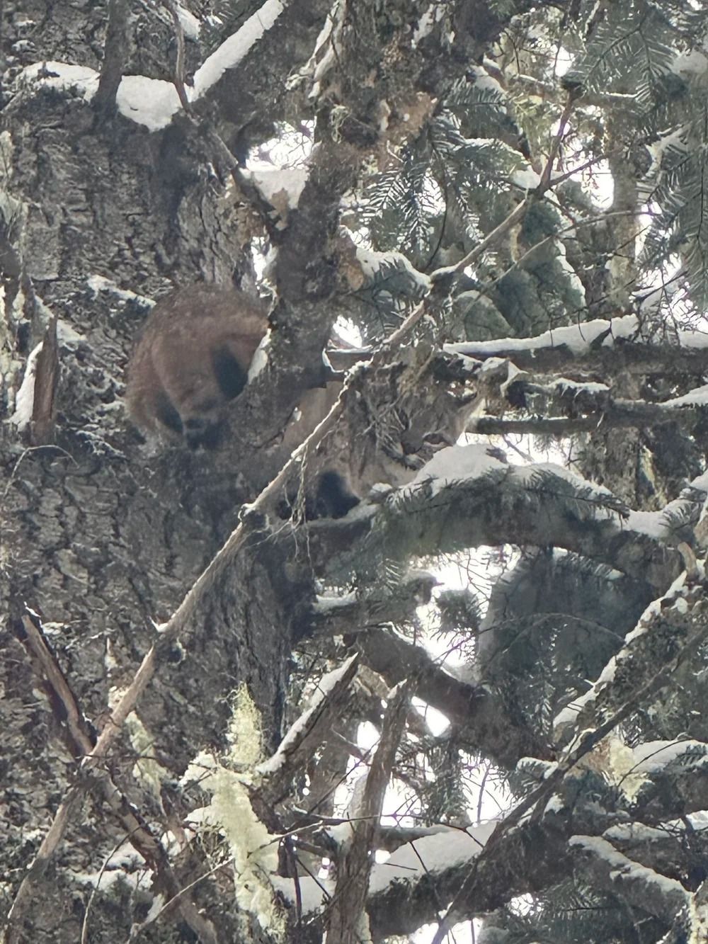 Idaho Whitetail Guides Bobcat Hunts