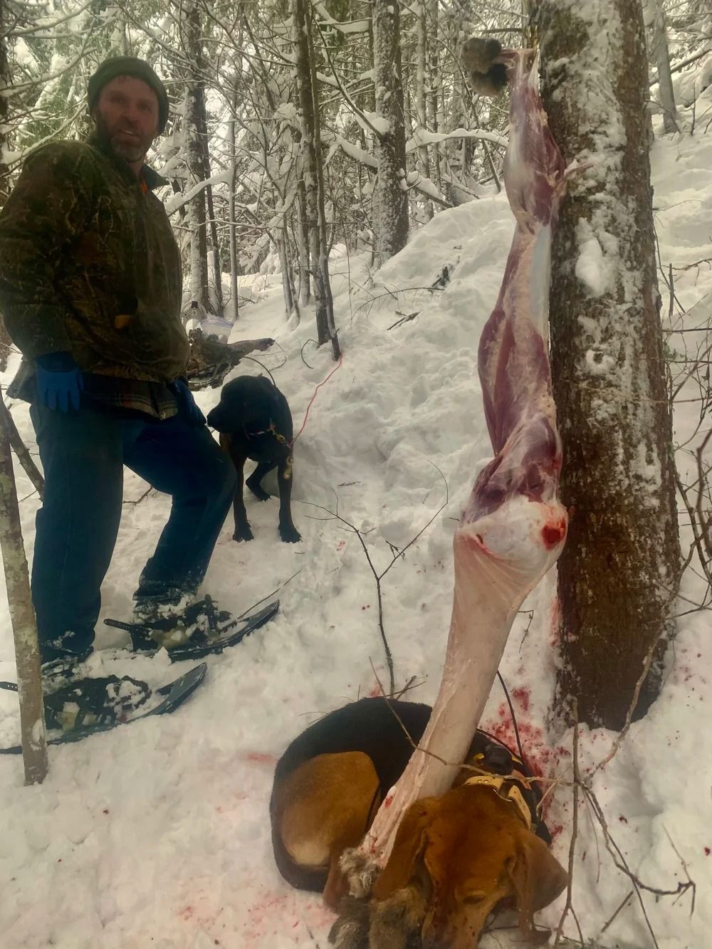 Idaho Whitetail Guides Bobcat Hunts