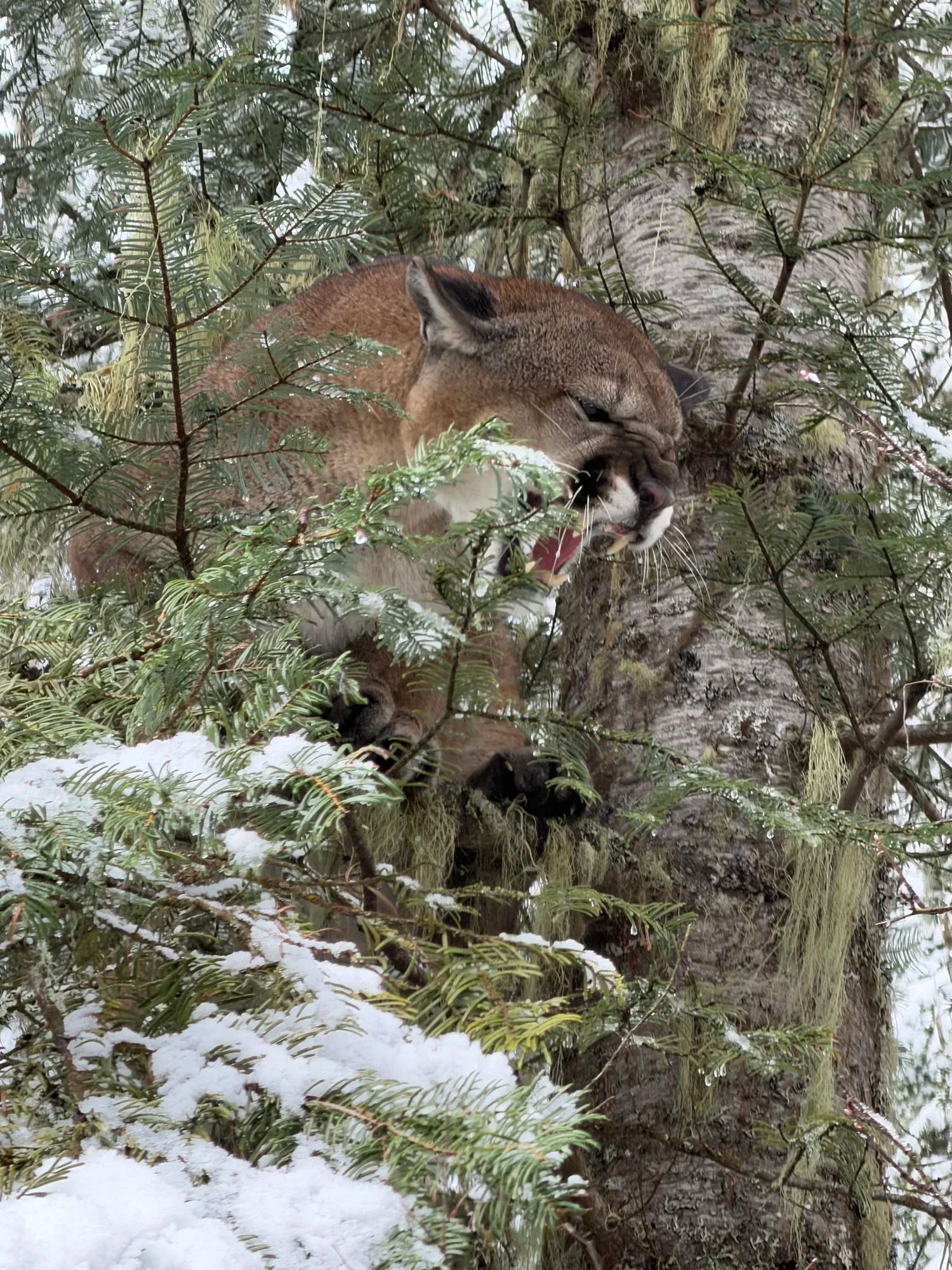 Idaho Whitetail Guides Cougar Hunts