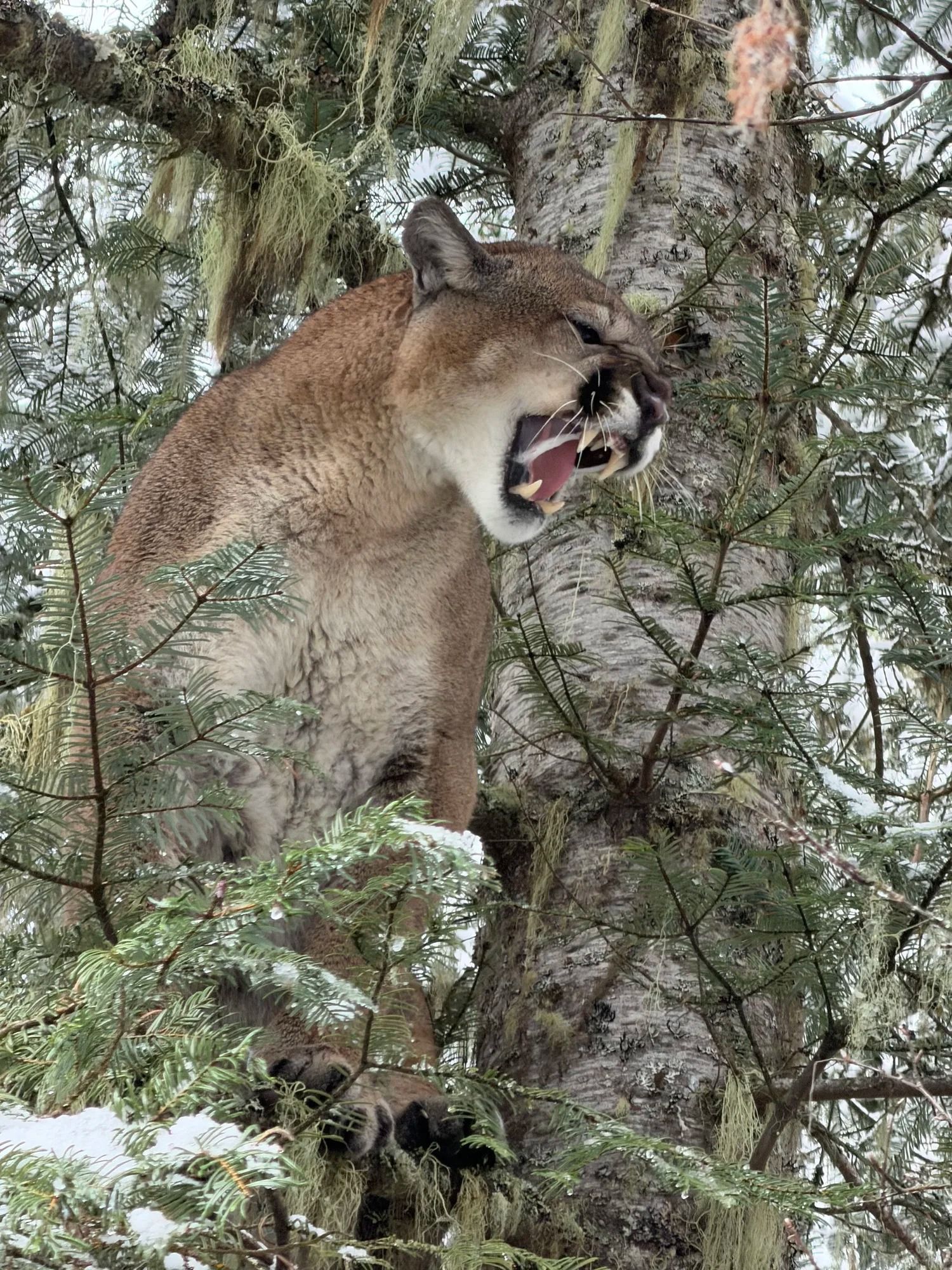 Idaho Whitetail Guides Cougar Hunts