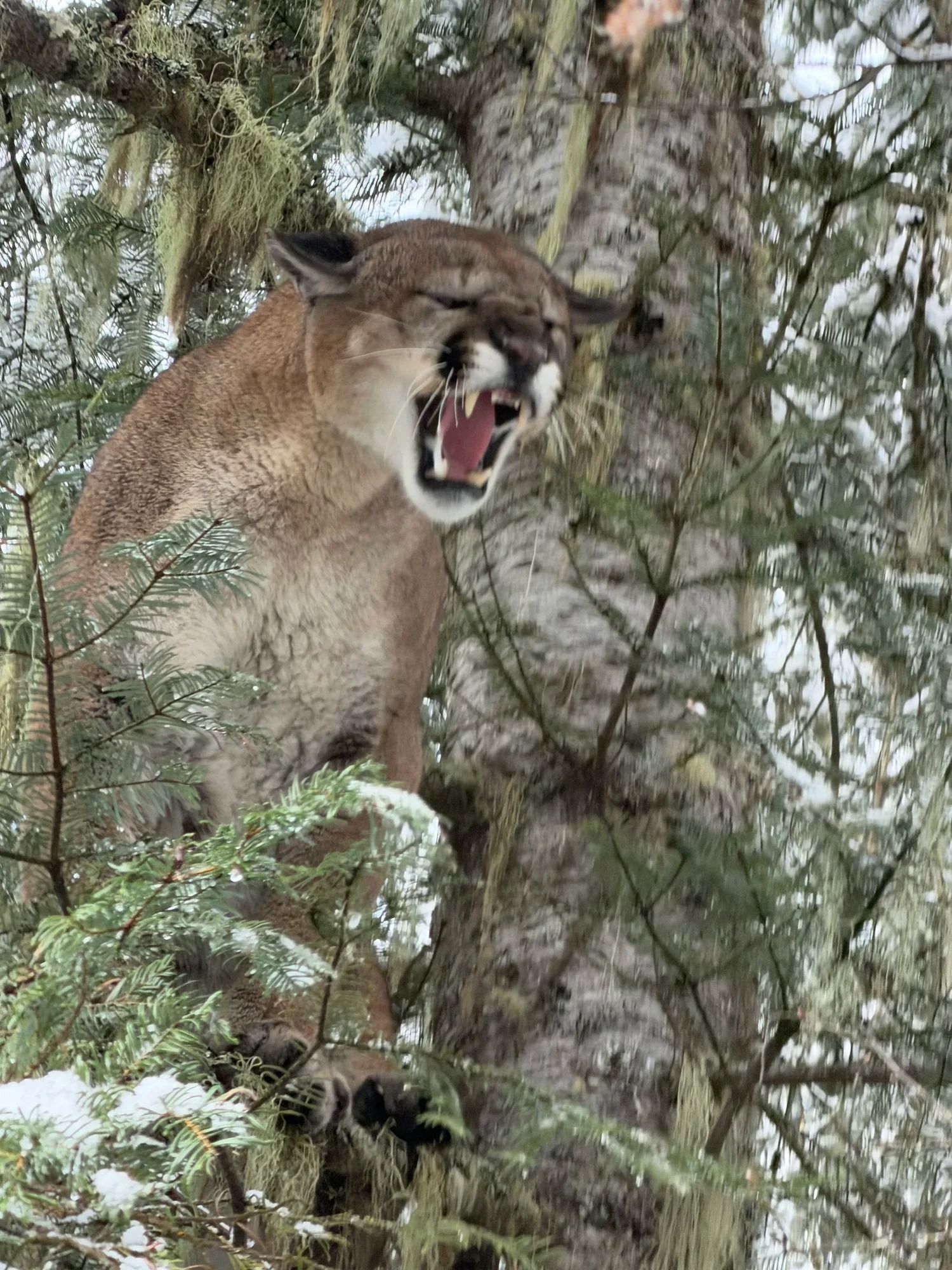 Cougar