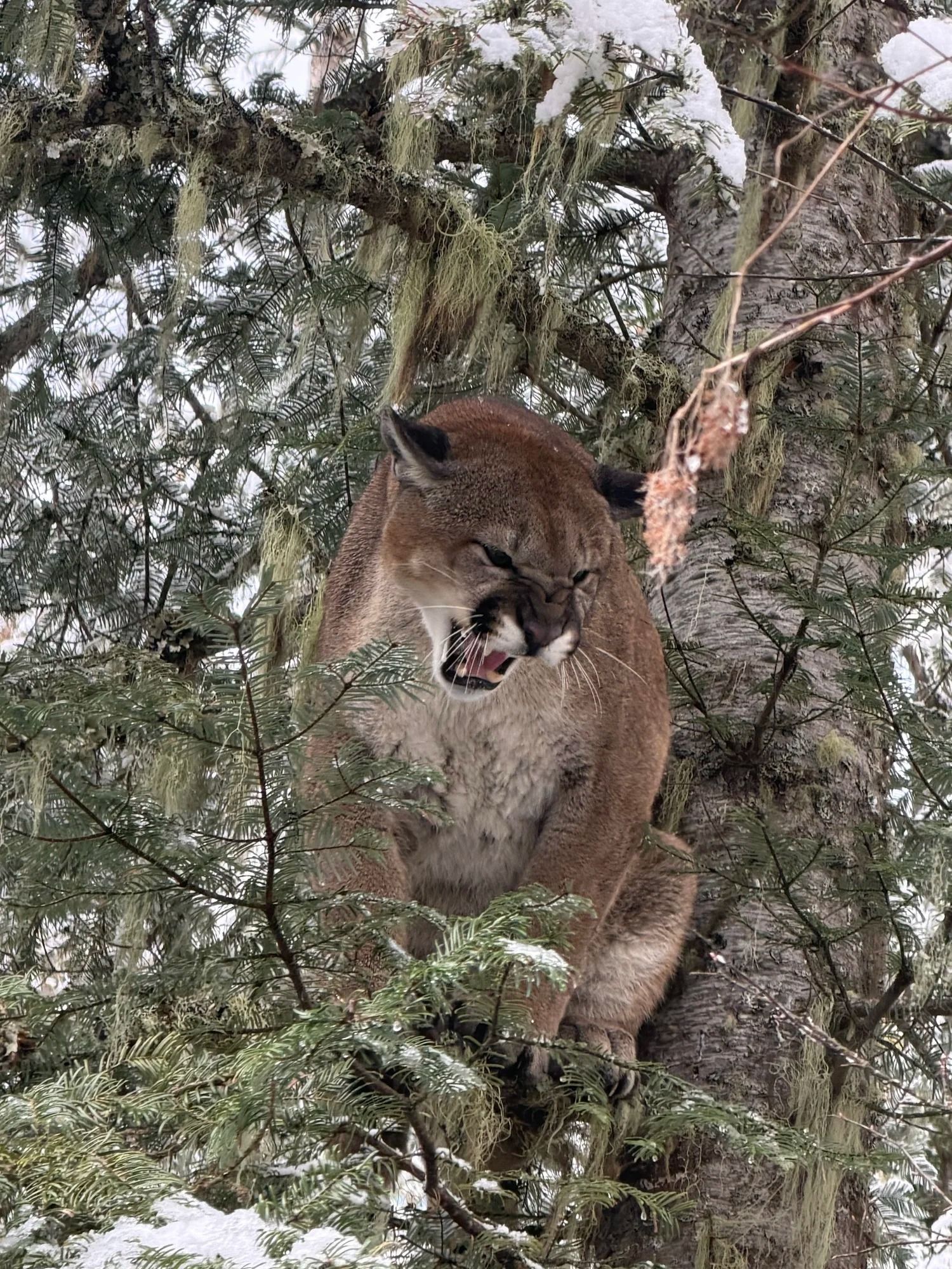 Idaho Whitetail Guides Cougar Hunts