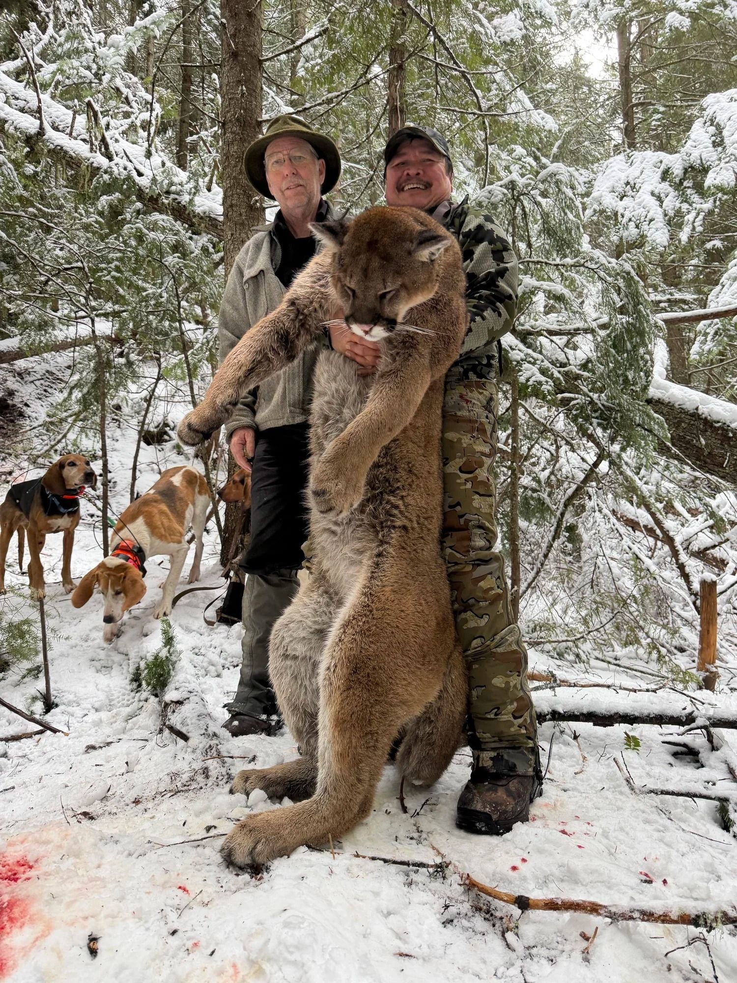 Idaho Whitetail Guides Cougar Hunts