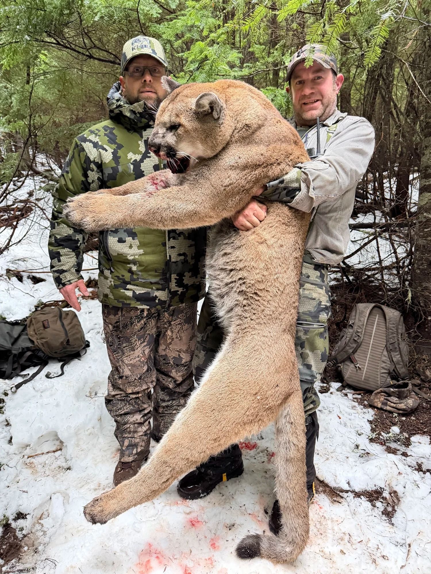 Idaho Whitetail Guides Cougar Hunts