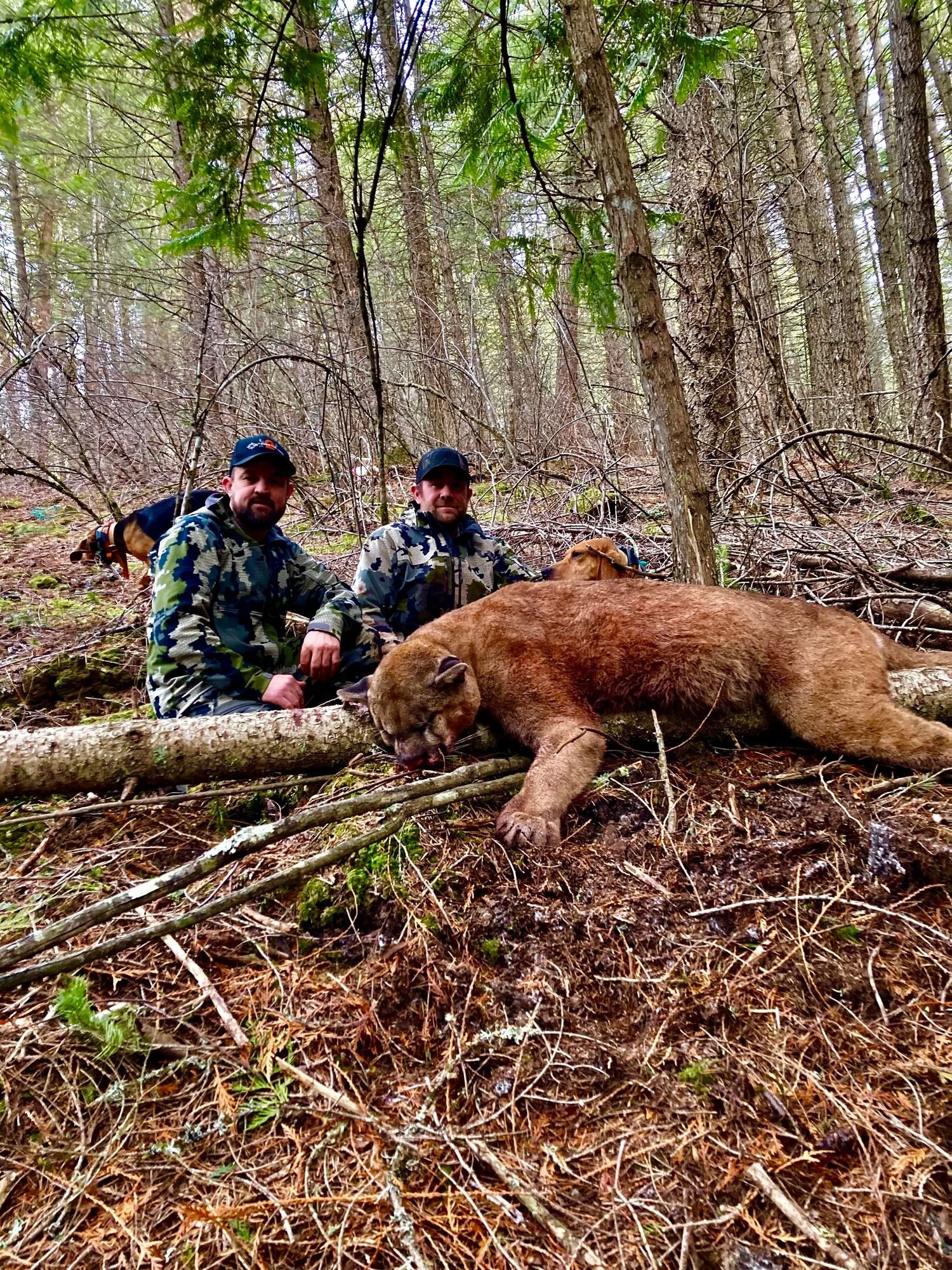 Idaho Whitetail Guides Cougar Hunts