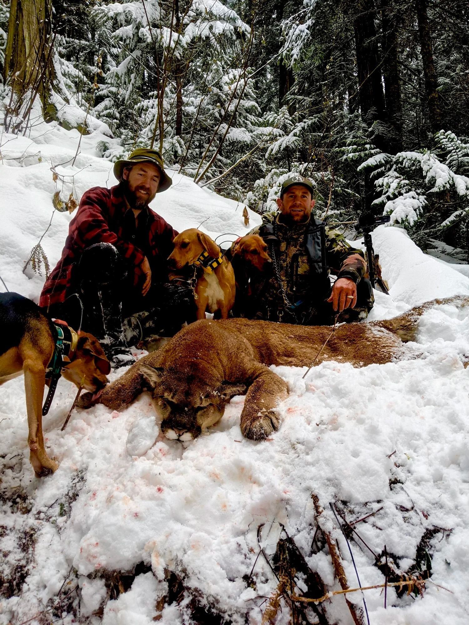 Idaho Whitetail Guides Cougar Hunts