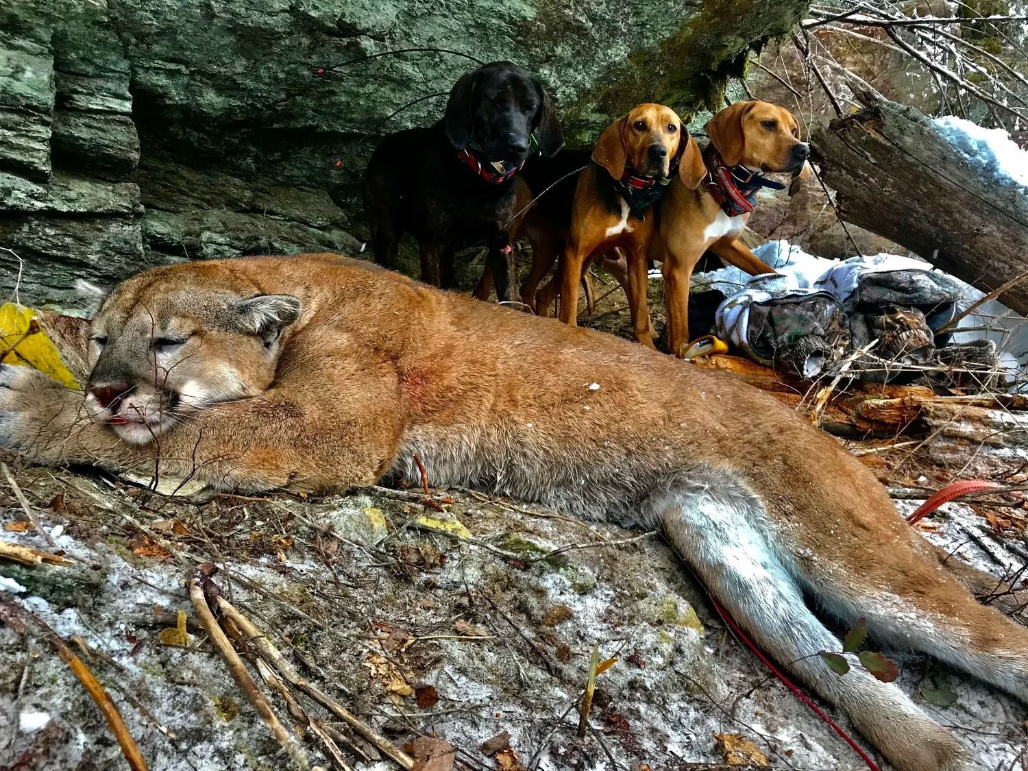 Idaho Whitetail Guides Cougar Hunts