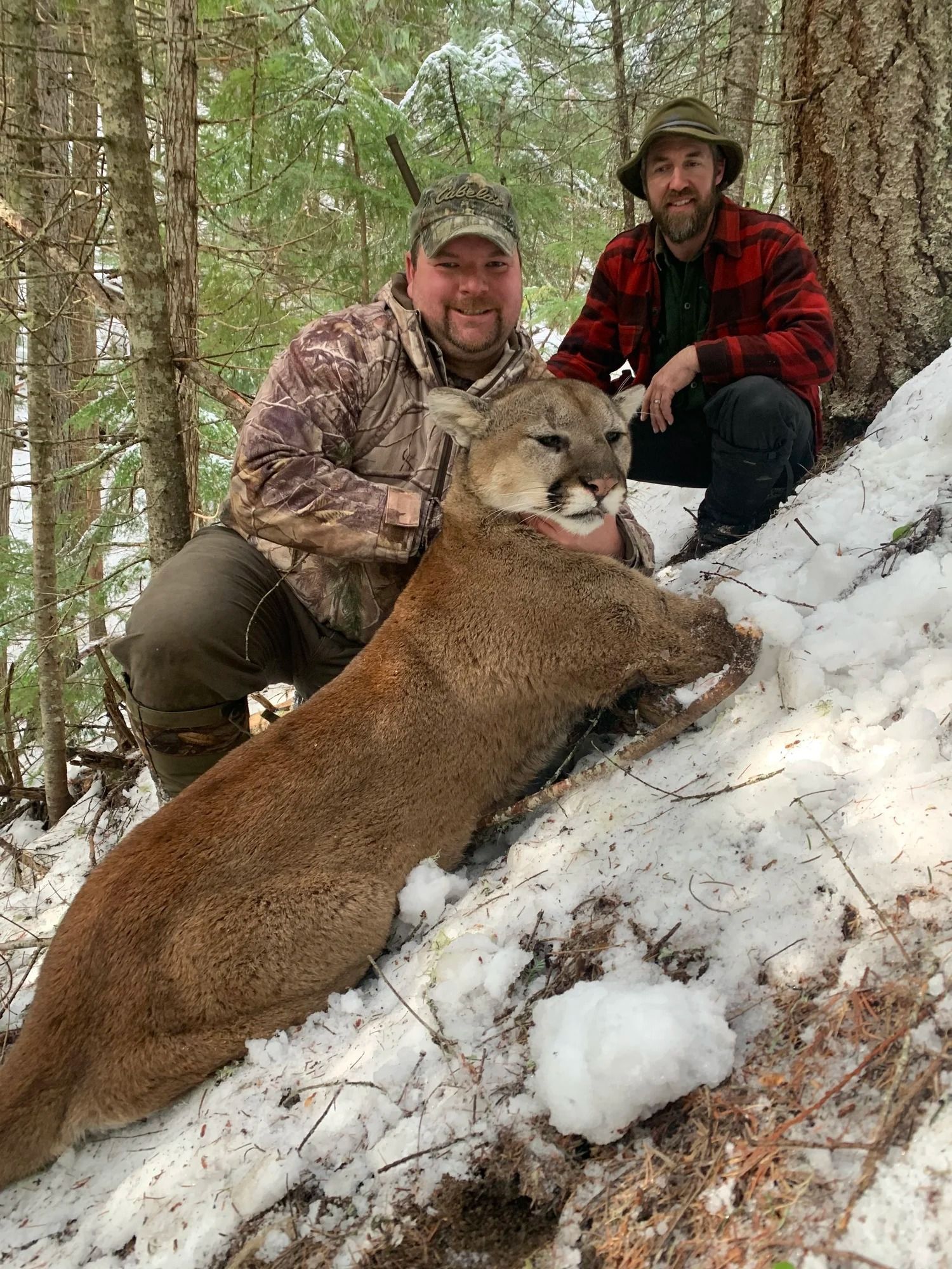 Idaho Whitetail Guides Cougar Hunts