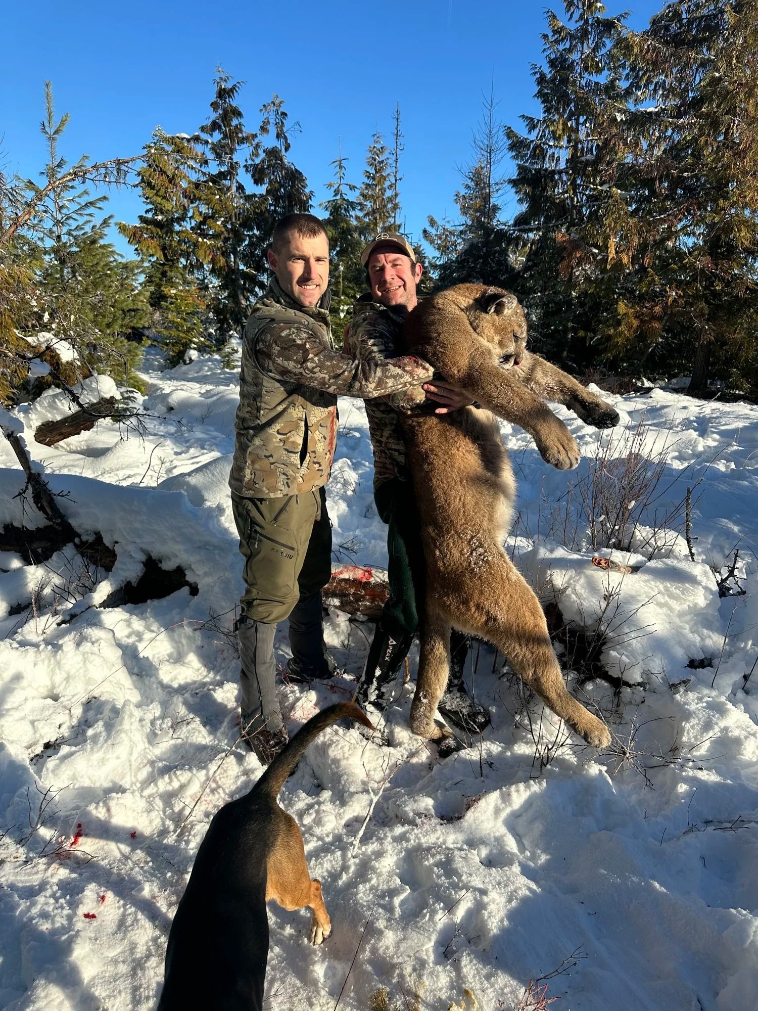 Idaho Whitetail Guides Cougar Hunts
