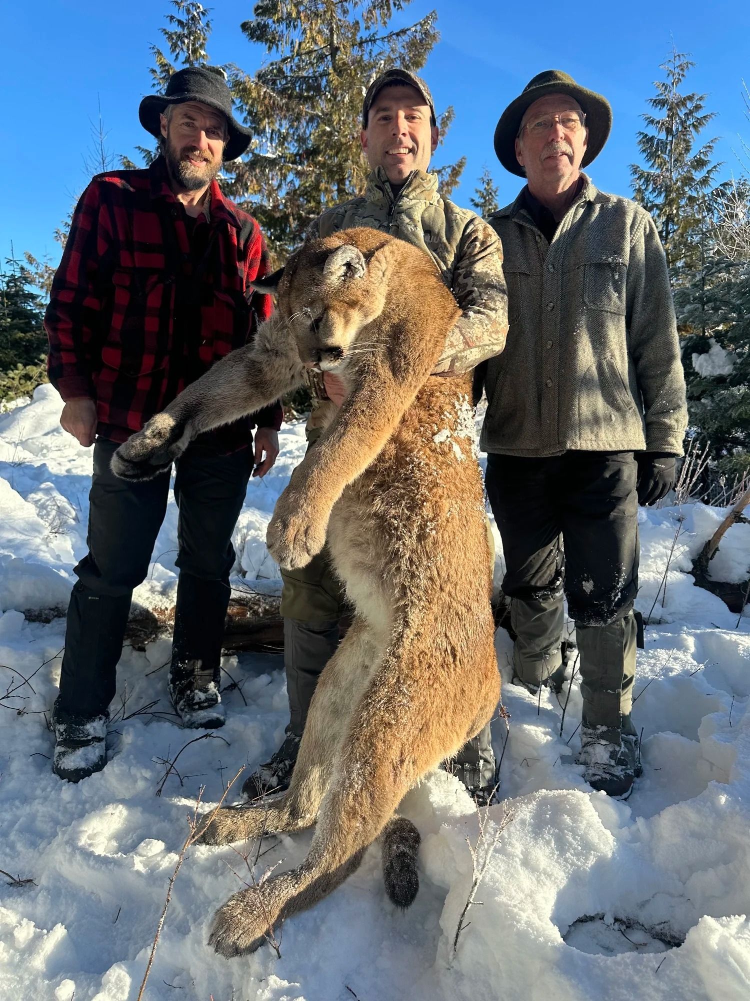 Cougar