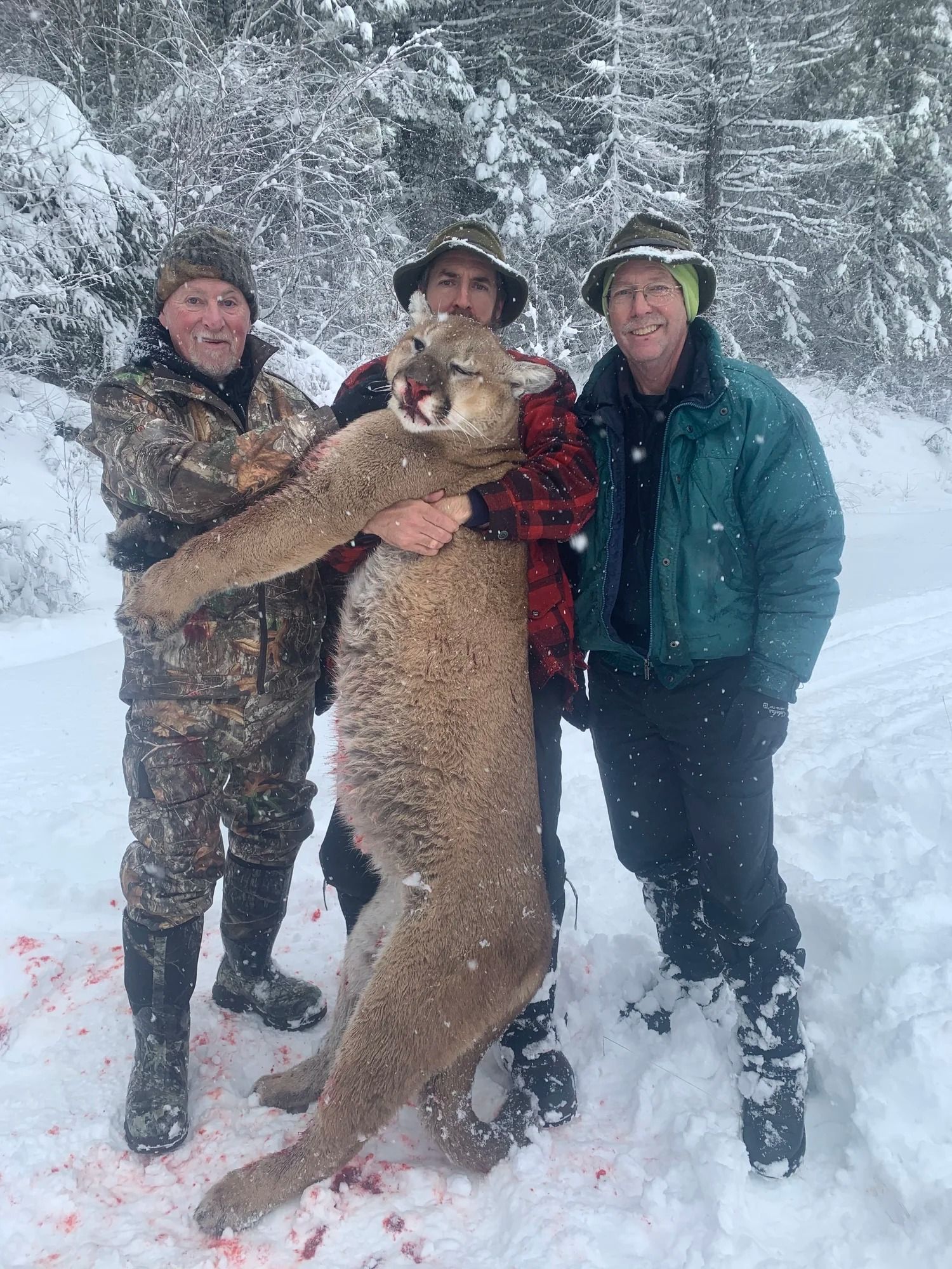 Cougar