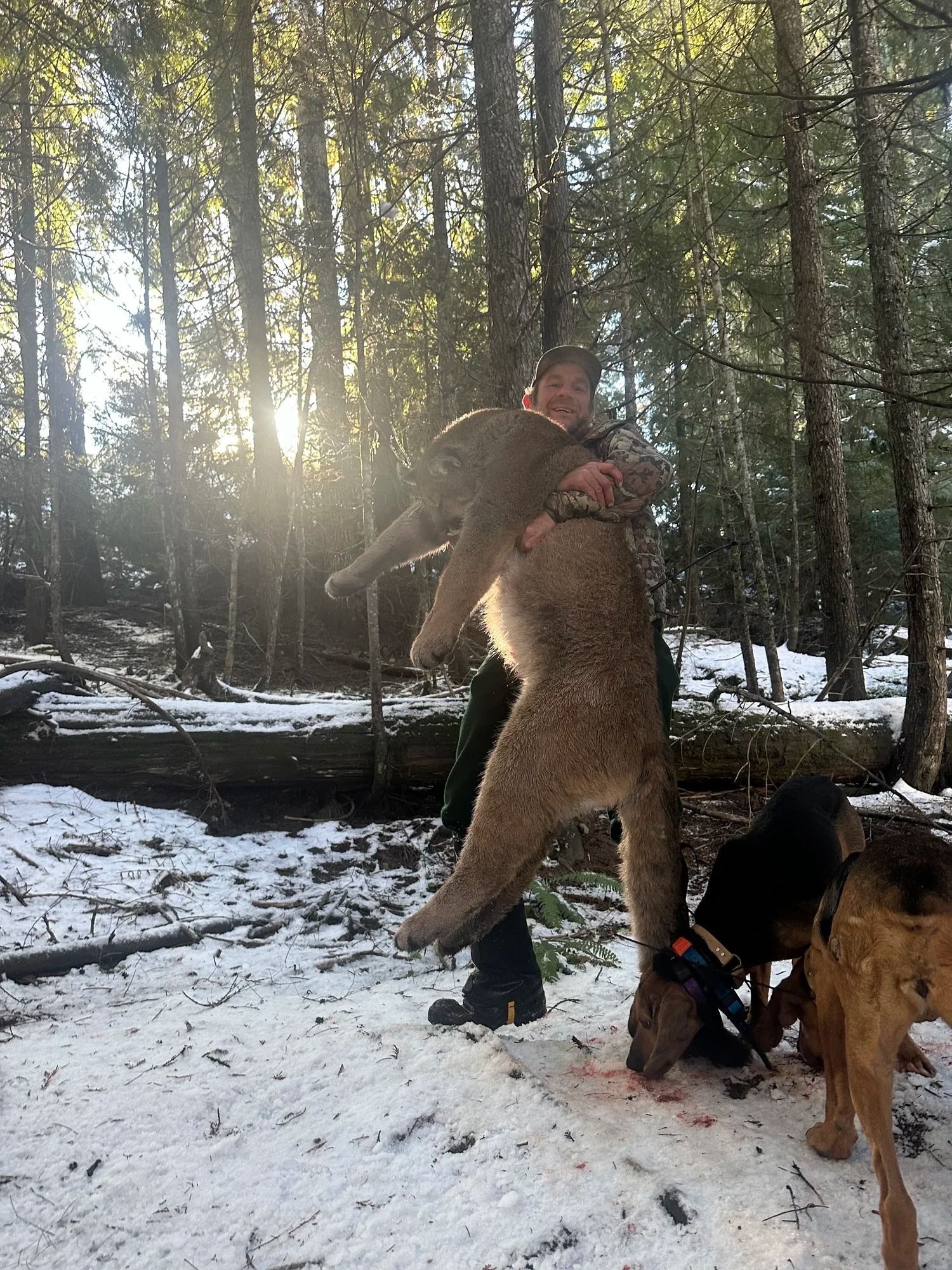 Idaho Whitetail Guides Cougar Hunts