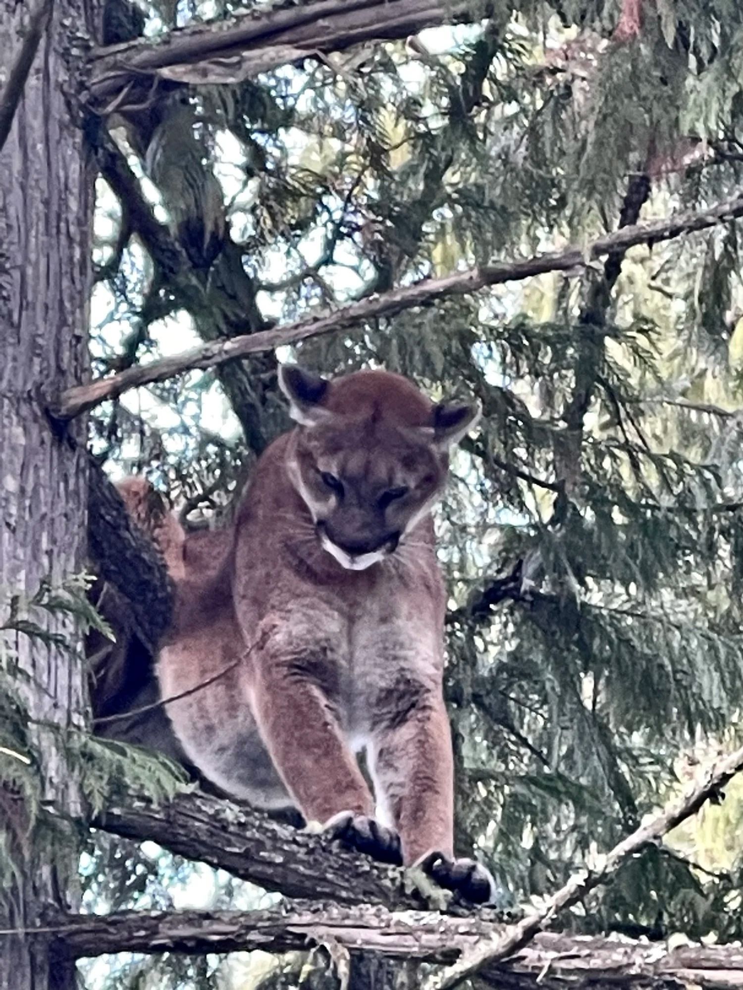 Idaho Whitetail Guides Cougar Hunts