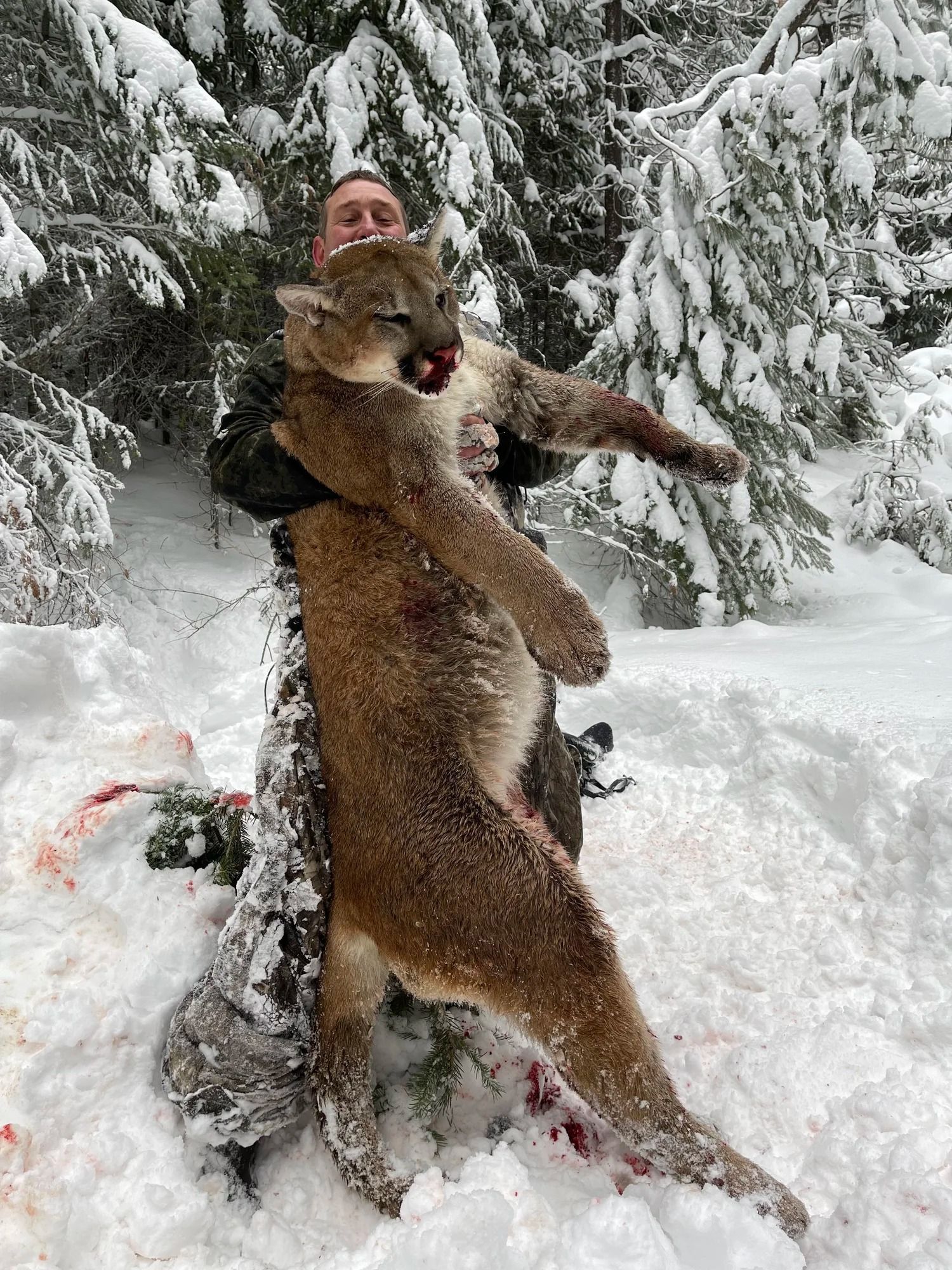 Cougar