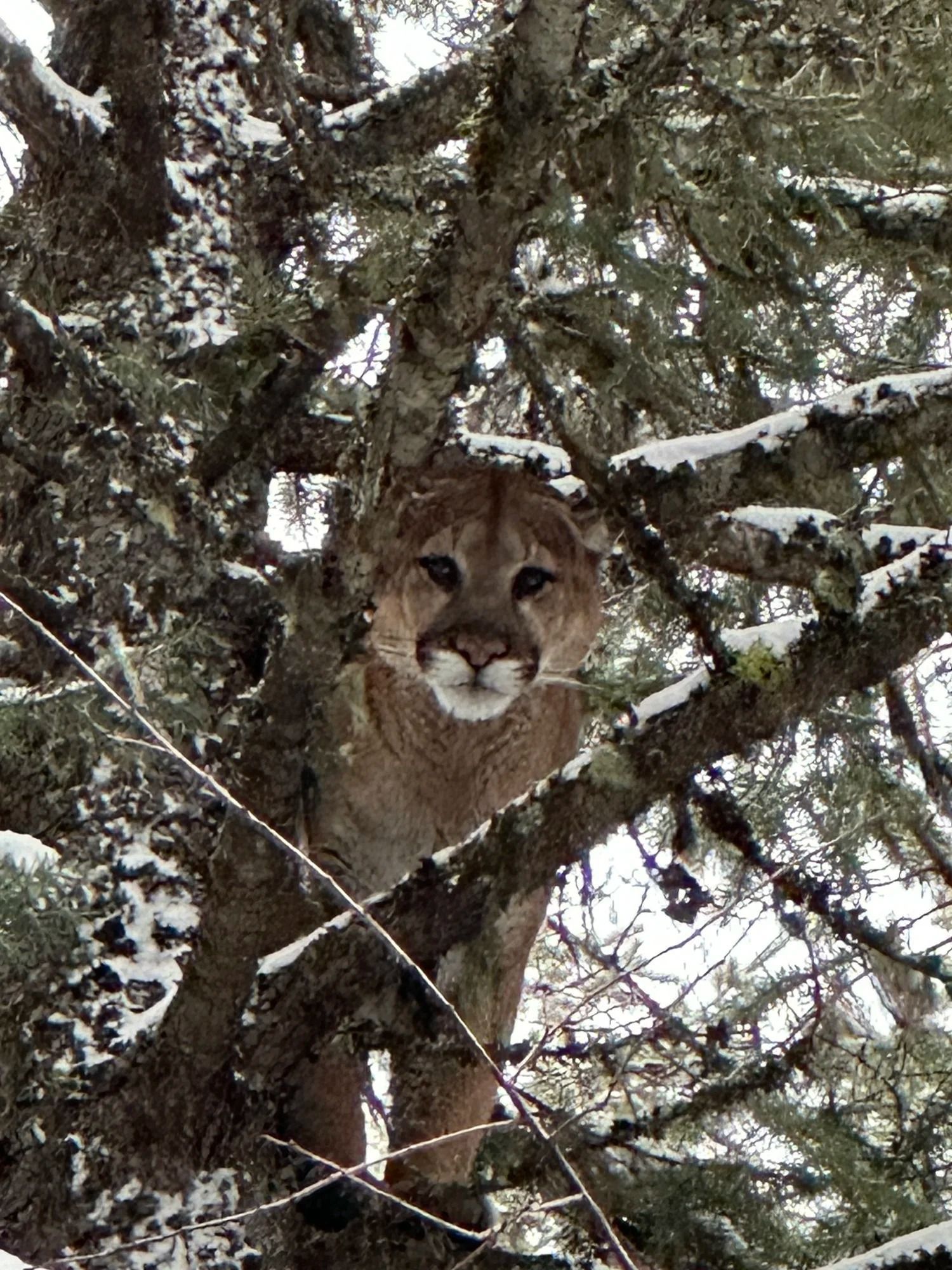 Idaho Whitetail Guides Cougar Hunts