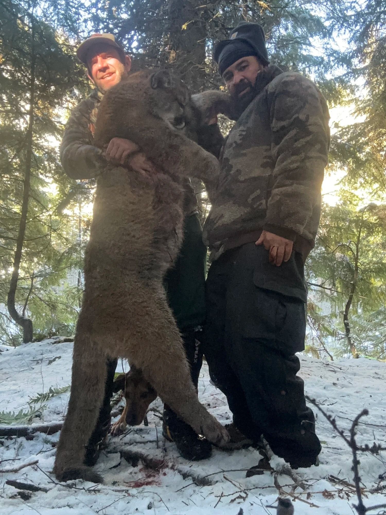 Idaho Whitetail Guides Cougar Hunts