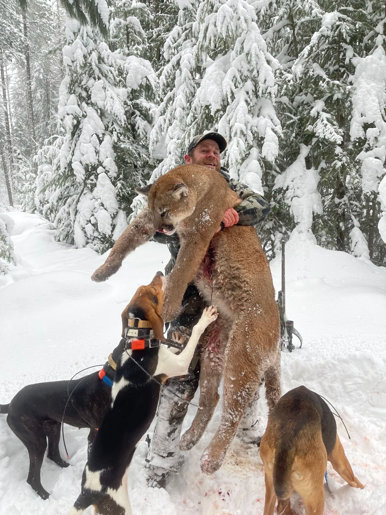 Idaho Whitetail Guides Cougar Hunts