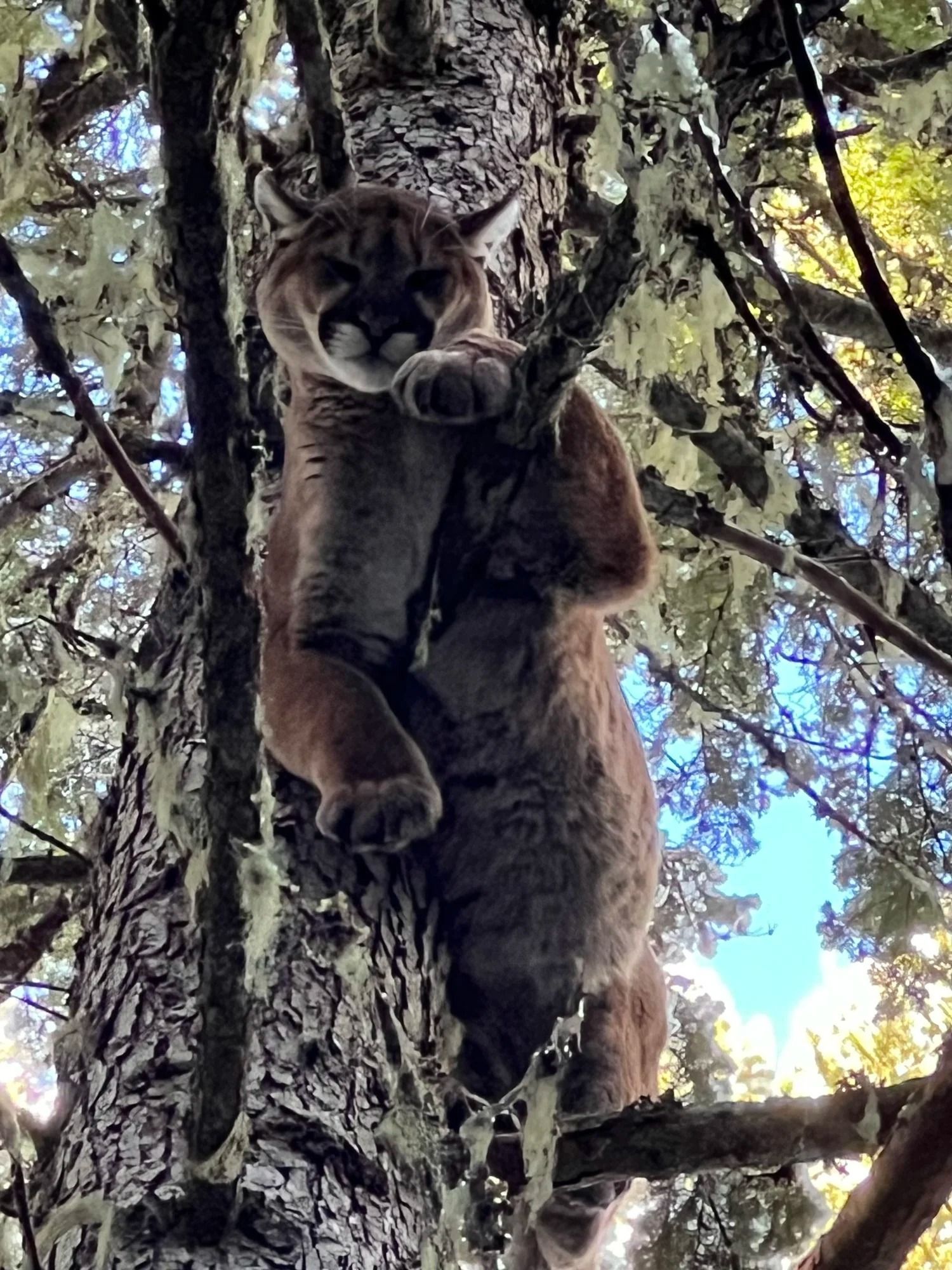 Idaho Whitetail Guides Cougar Hunts