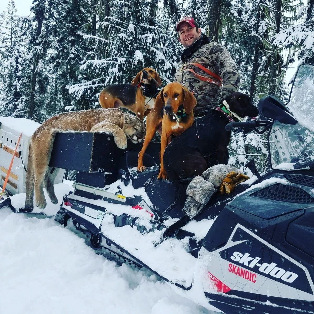 Idaho Whitetail Guides Cougar Hunts