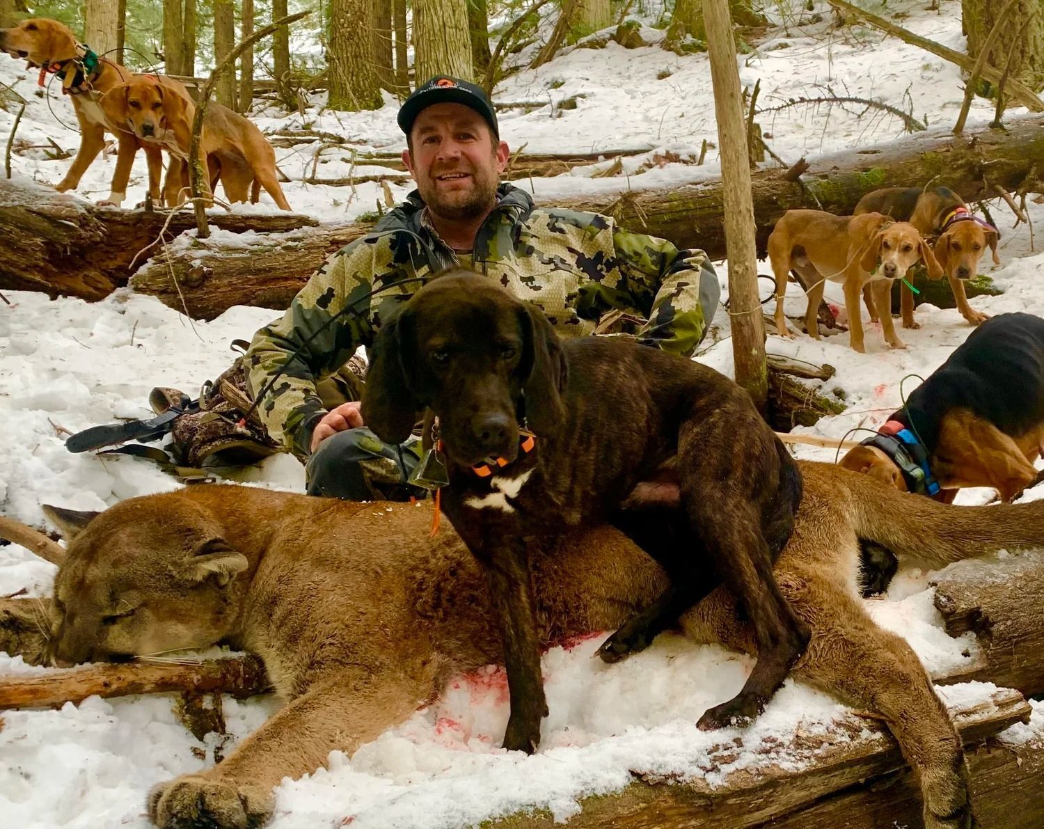 Idaho Whitetail Guides Cougar Hunts