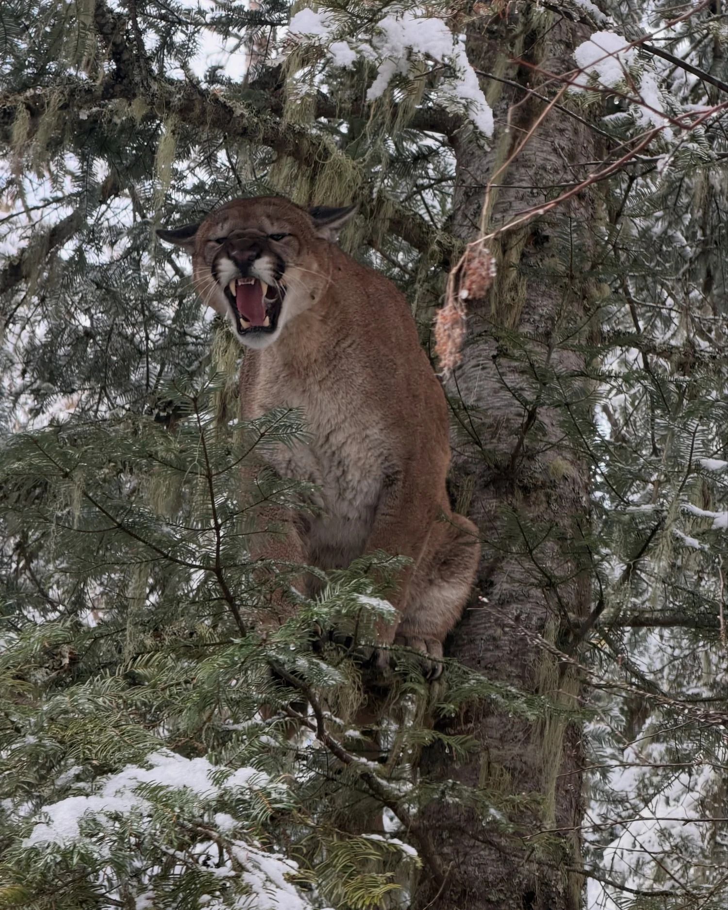 Idaho Whitetail Guides Cougar Hunts