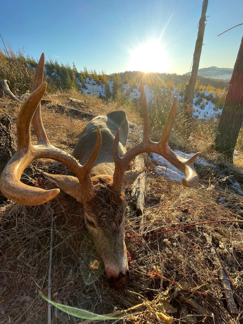 Idaho Whitetail Guides Deer Hunts