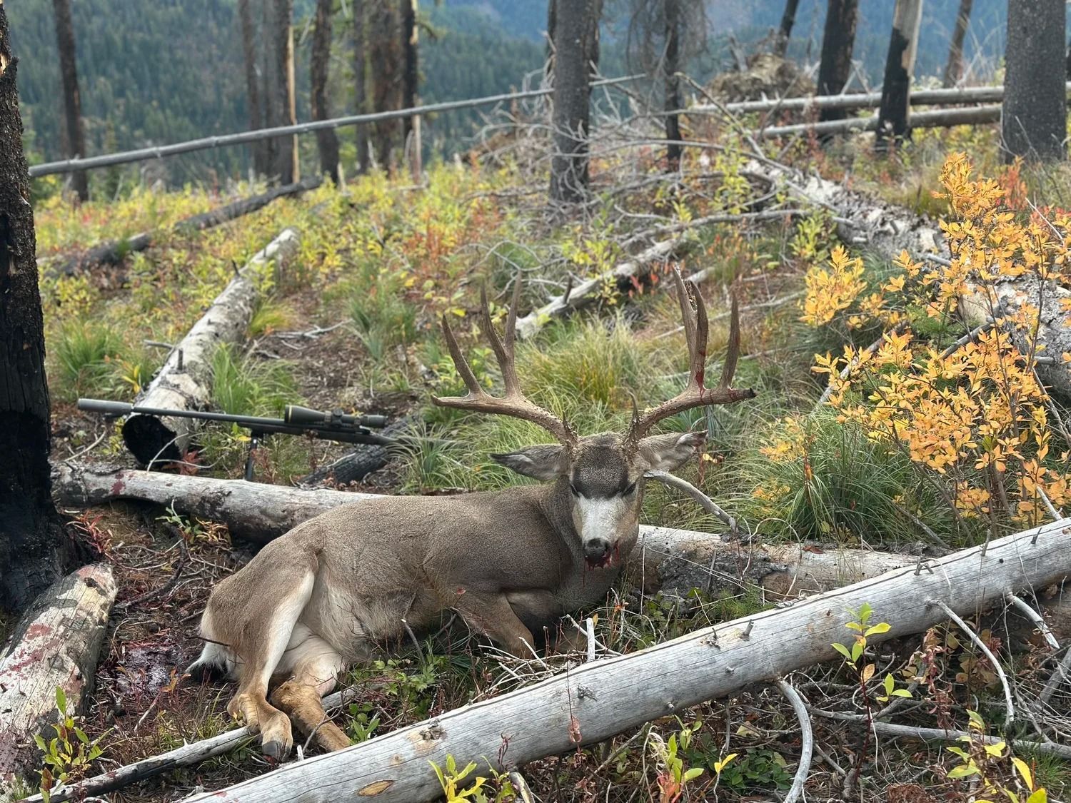Idaho Whitetail Guides Deer Hunts