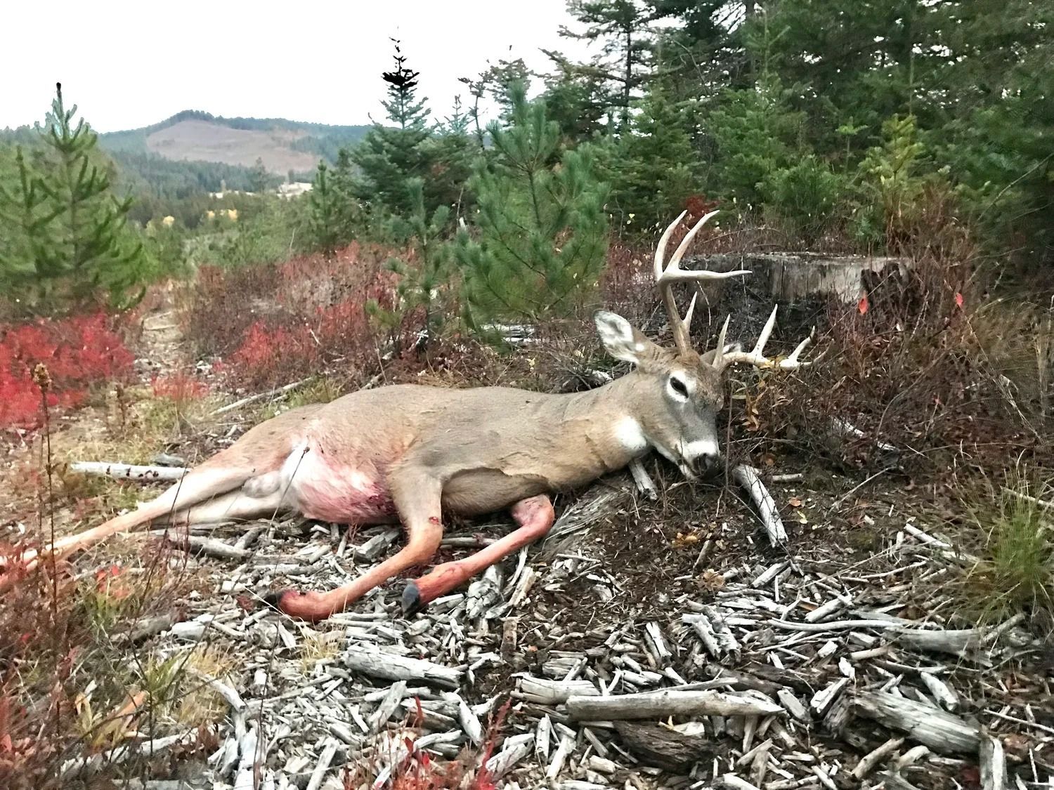 Idaho Whitetail Guides Deer Hunts
