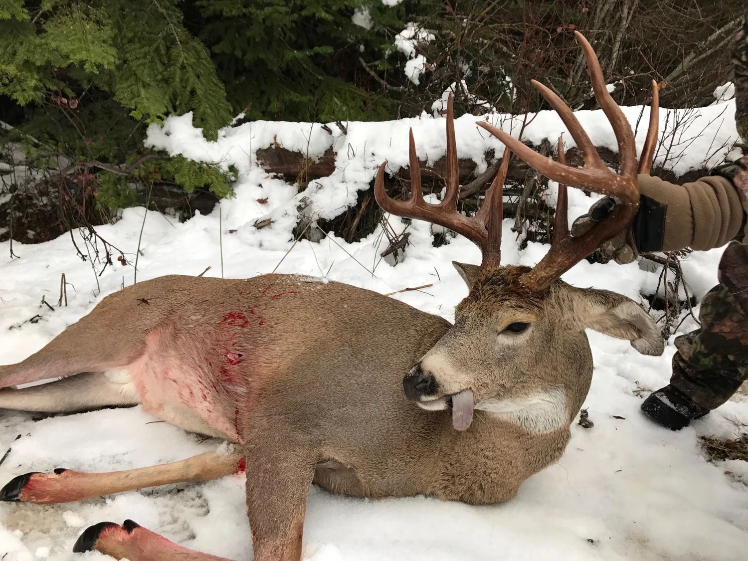 Idaho Whitetail Guides Deer Hunts