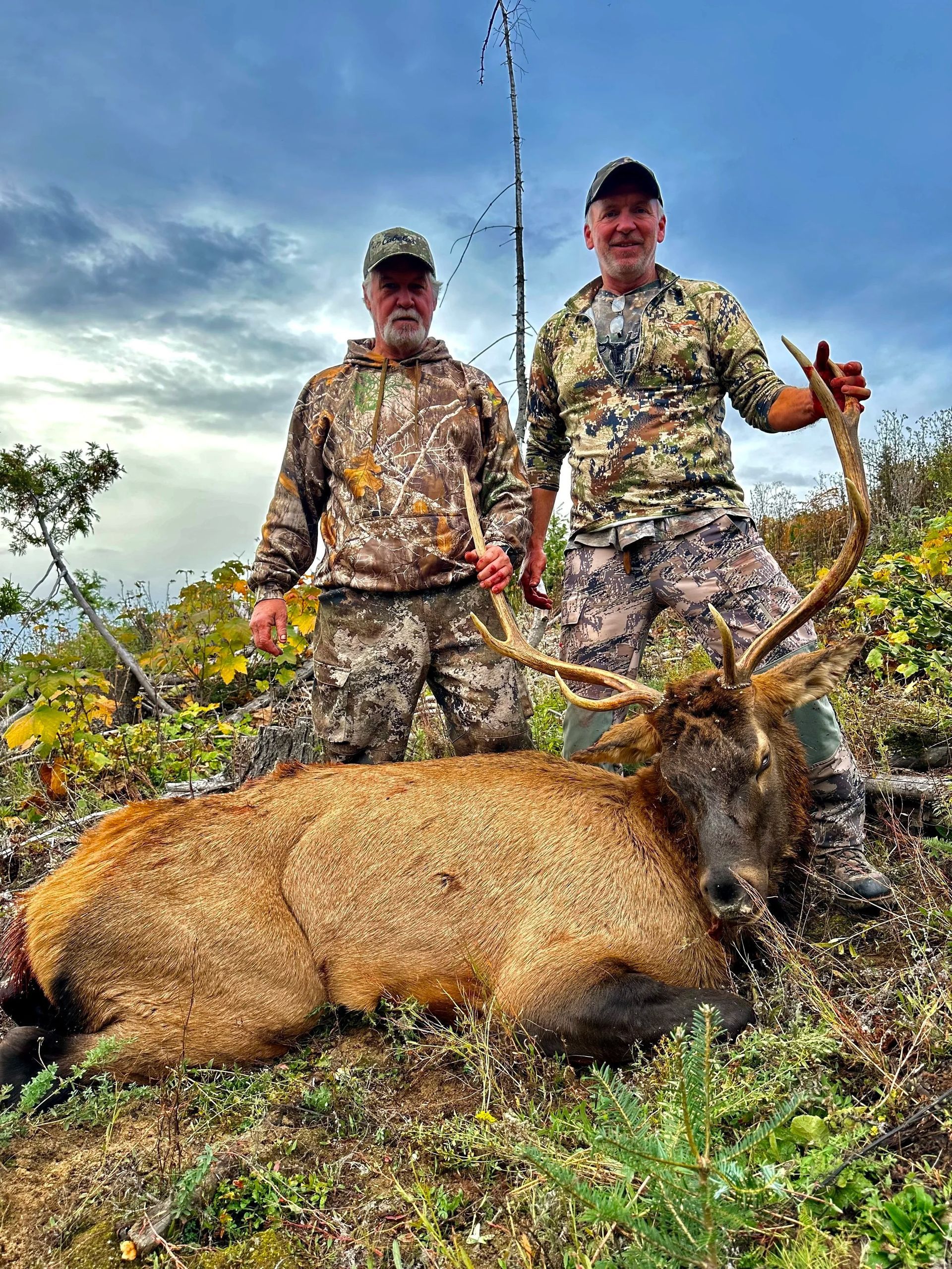 Elk