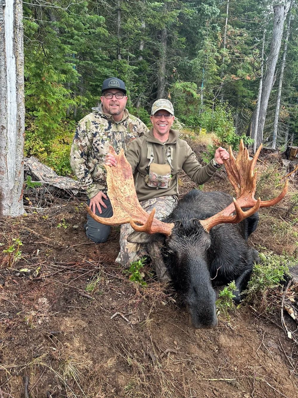 Moose