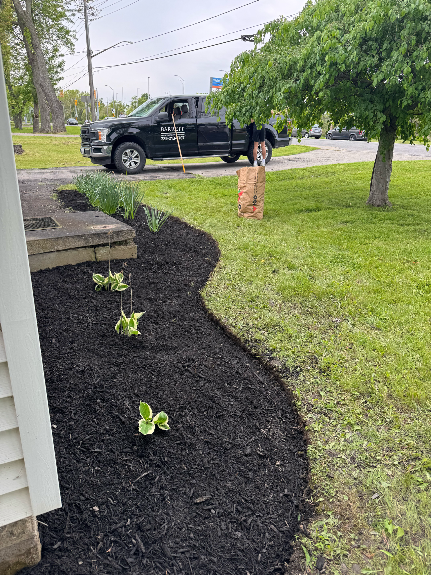 A newly mulched garden bed with small plants borders a house exterior, with a black truck parked in the yard nearby.