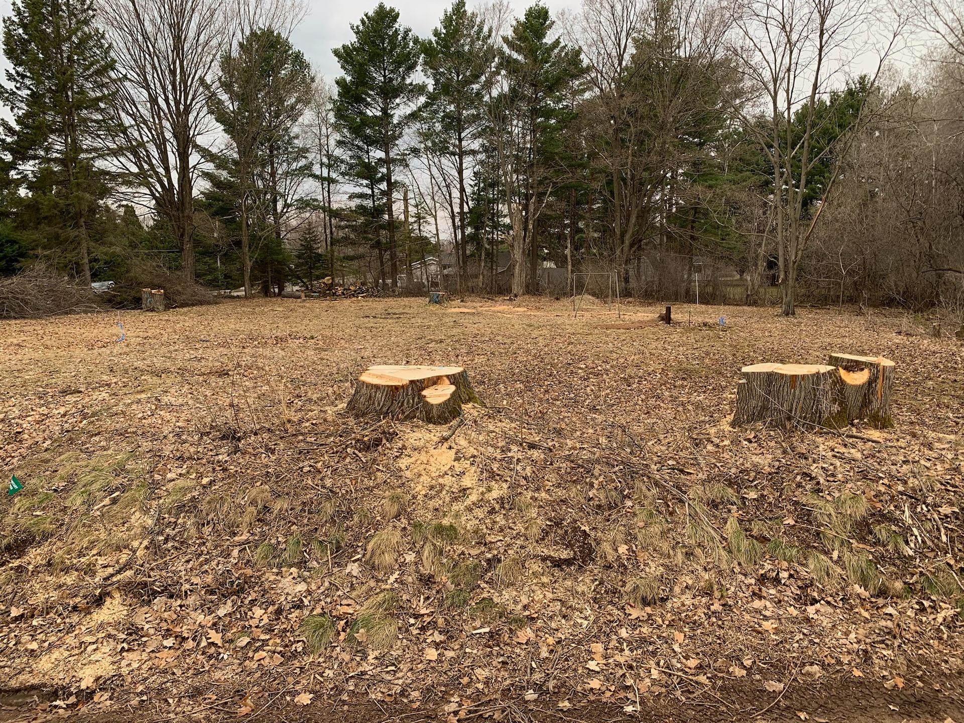 Cleared field with several tree stumps and a line of trees in the background.