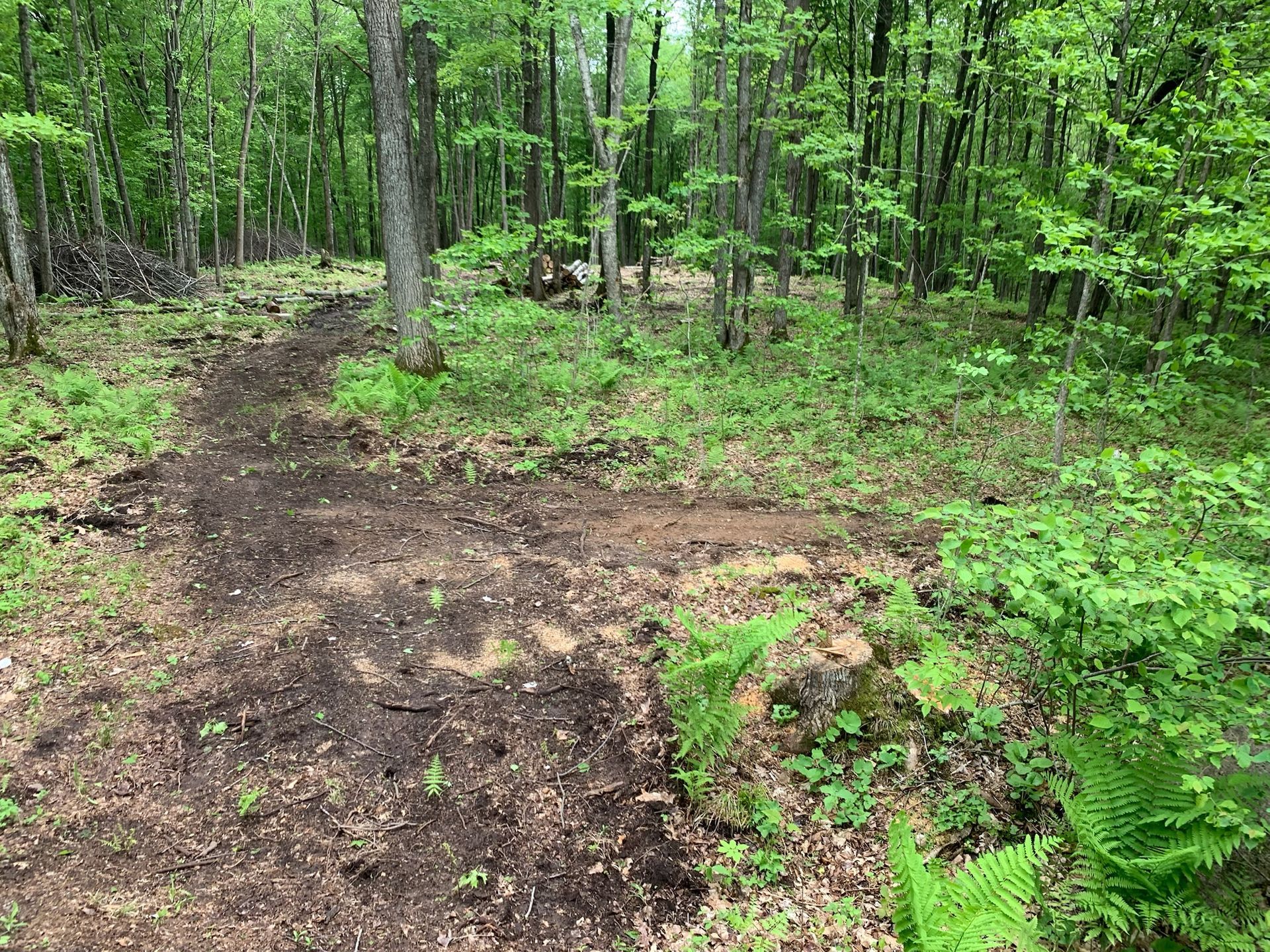 Dirt path through a green forest, with trees and undergrowth visible.