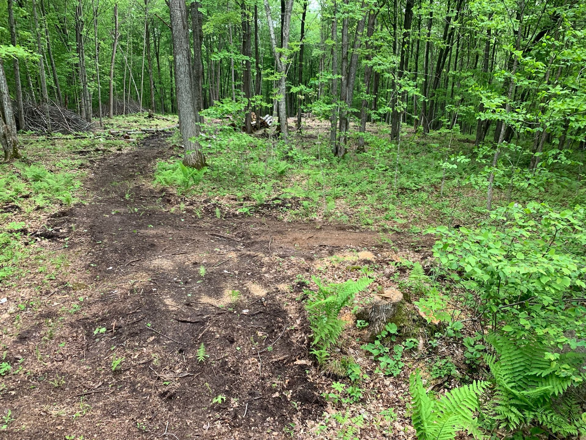 Dirt path through a green forest, ferns and trees surrounding.