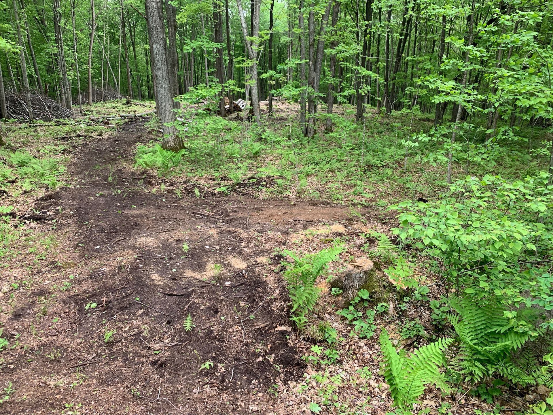 Forest clearing with dirt path, green ferns, and trees.