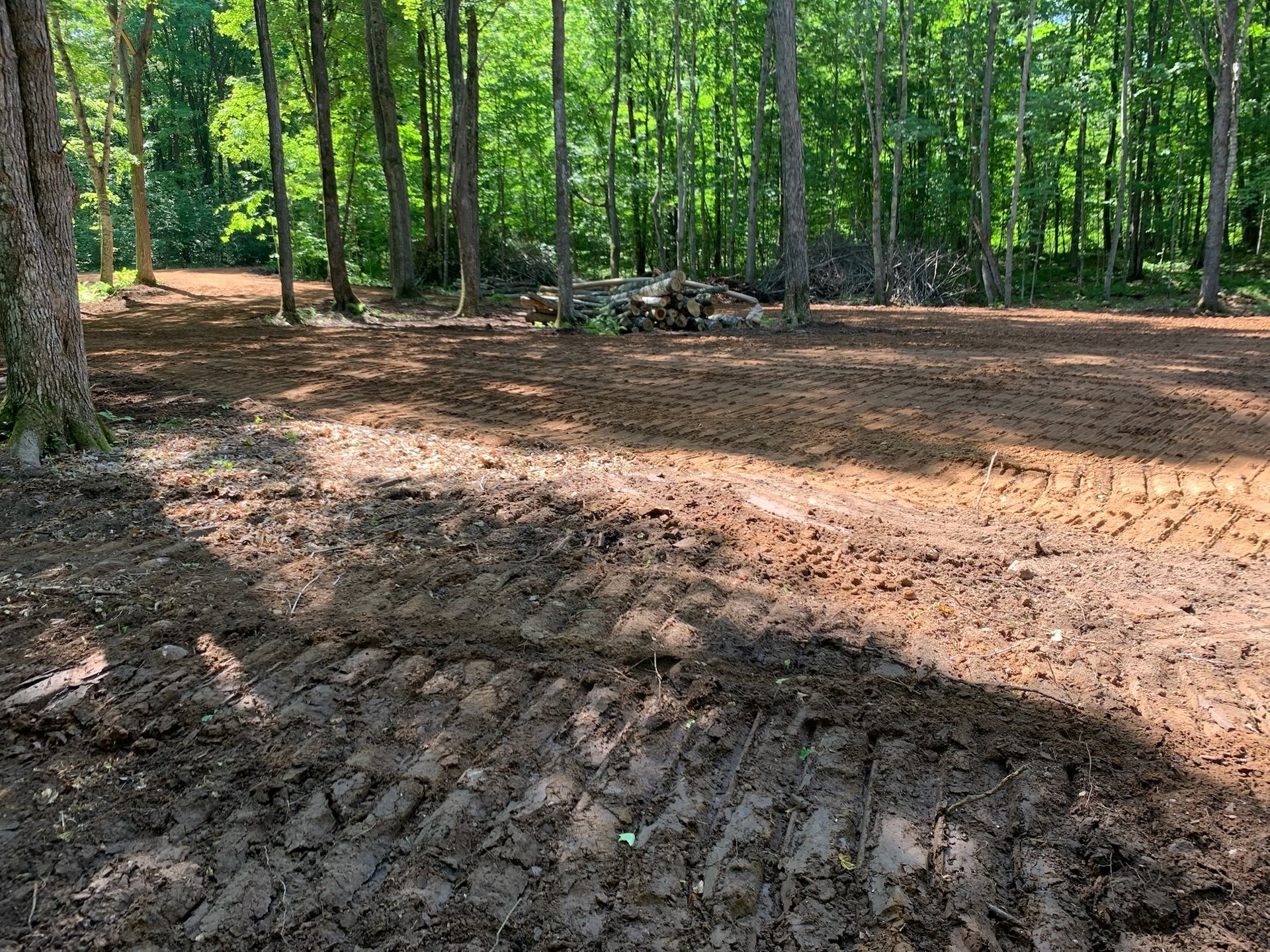 Clearing in a forest, dirt and tire tracks in the foreground, trees in the background, bright sunlight.