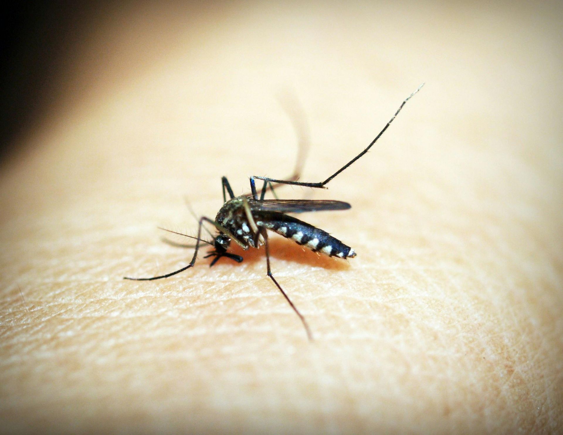Mosquito Control in Lancaster, PA Mosquito Control in Lancaster, PA