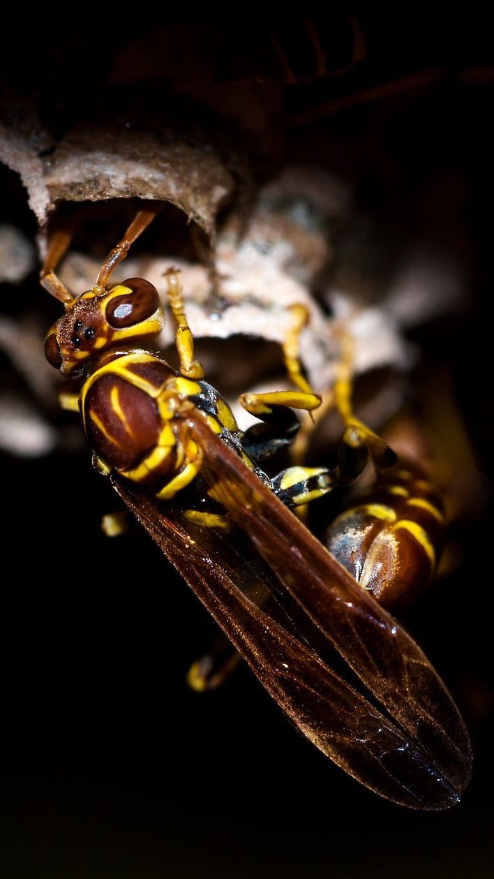 exterminator in Ephrata, PA a close up of a wasp sitting on top of a nest
