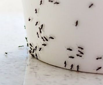 Ant Control in Lancaster, PA Ant Control in Lancaster, PA