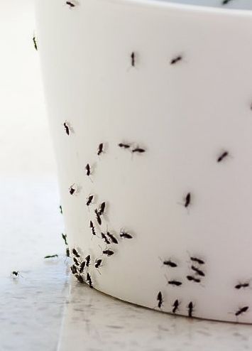 Ant Control in Lancaster, PA Ant Control in Lancaster, PA