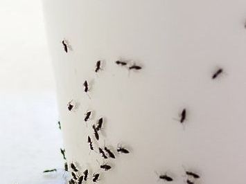 Mosquito Control in Lancaster, PA Mosquito Control in Lancaster, PA